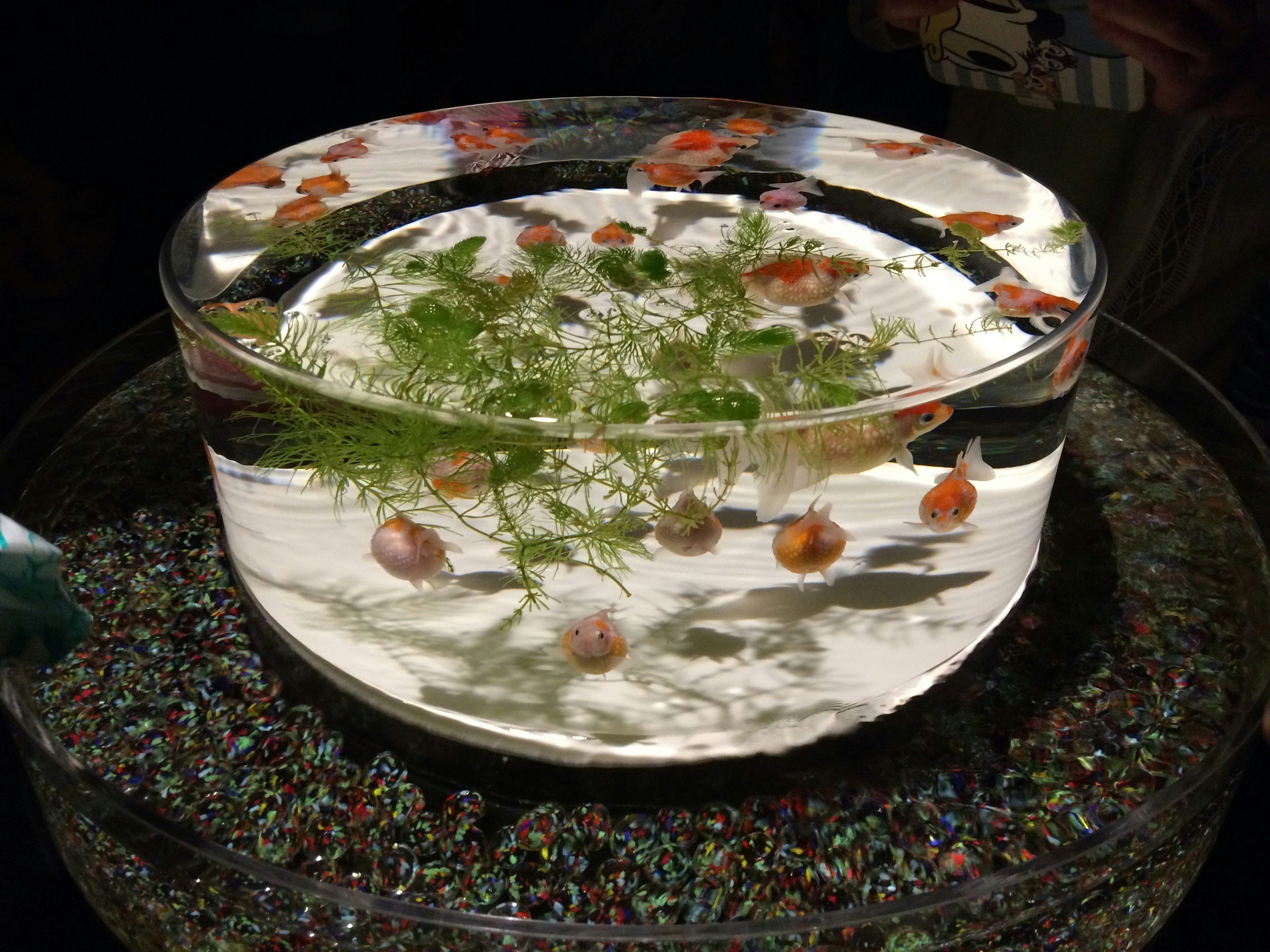 plantes aquatiques et poissons rouges dans un récipient en verre