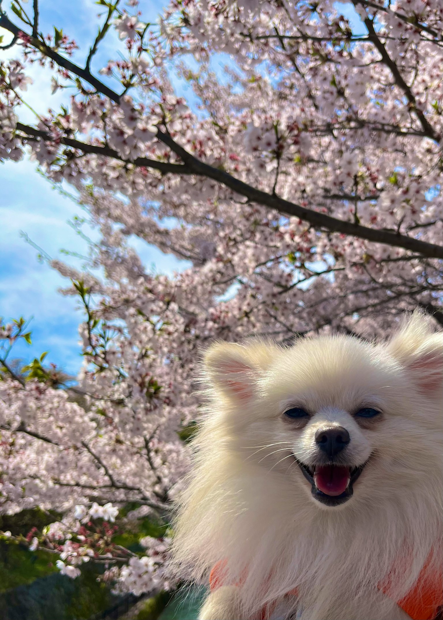 Un Pomeranien blanc souriant devant un cerisier en fleurs