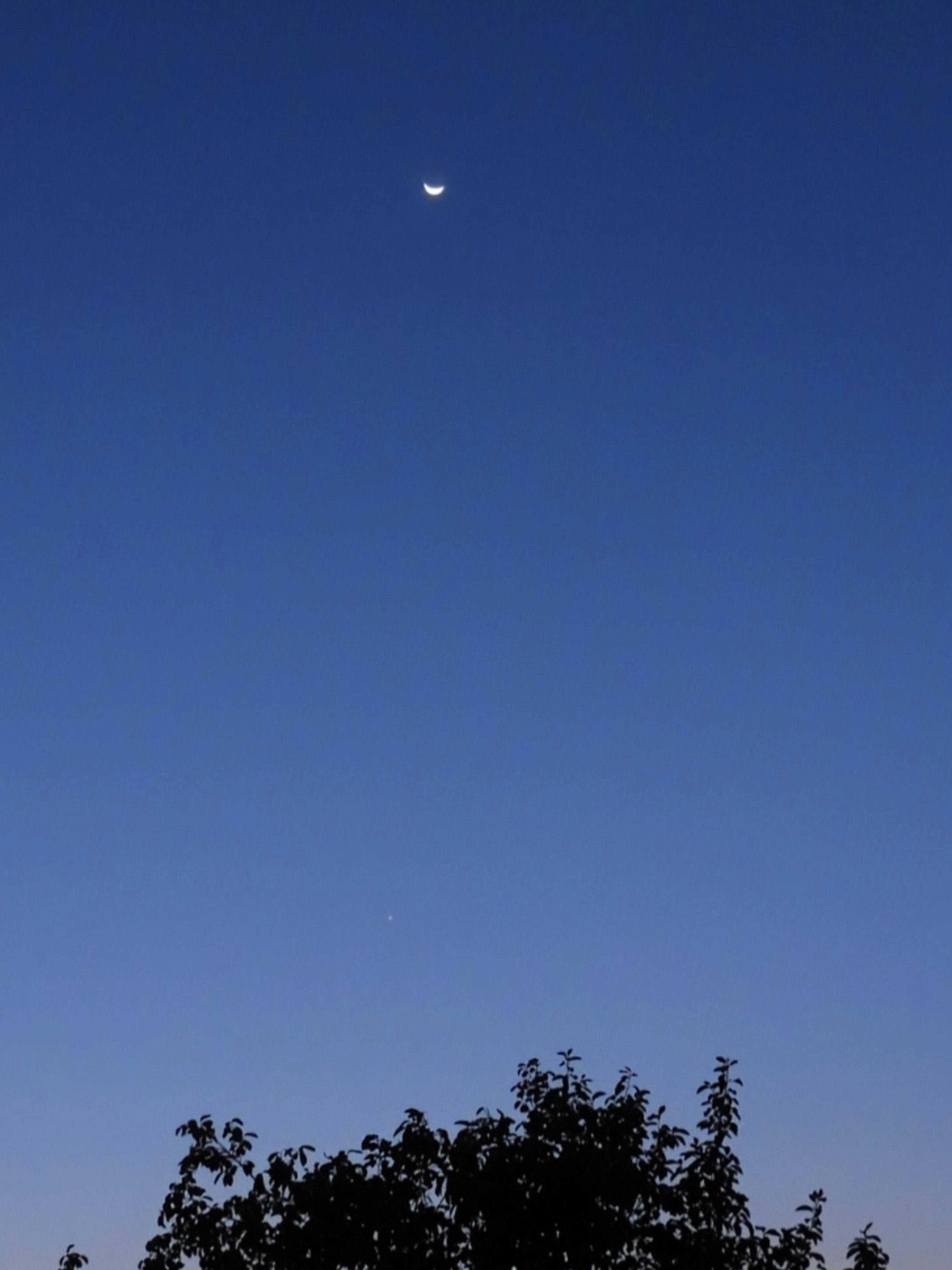 青空に浮かぶ月と木々のシルエット