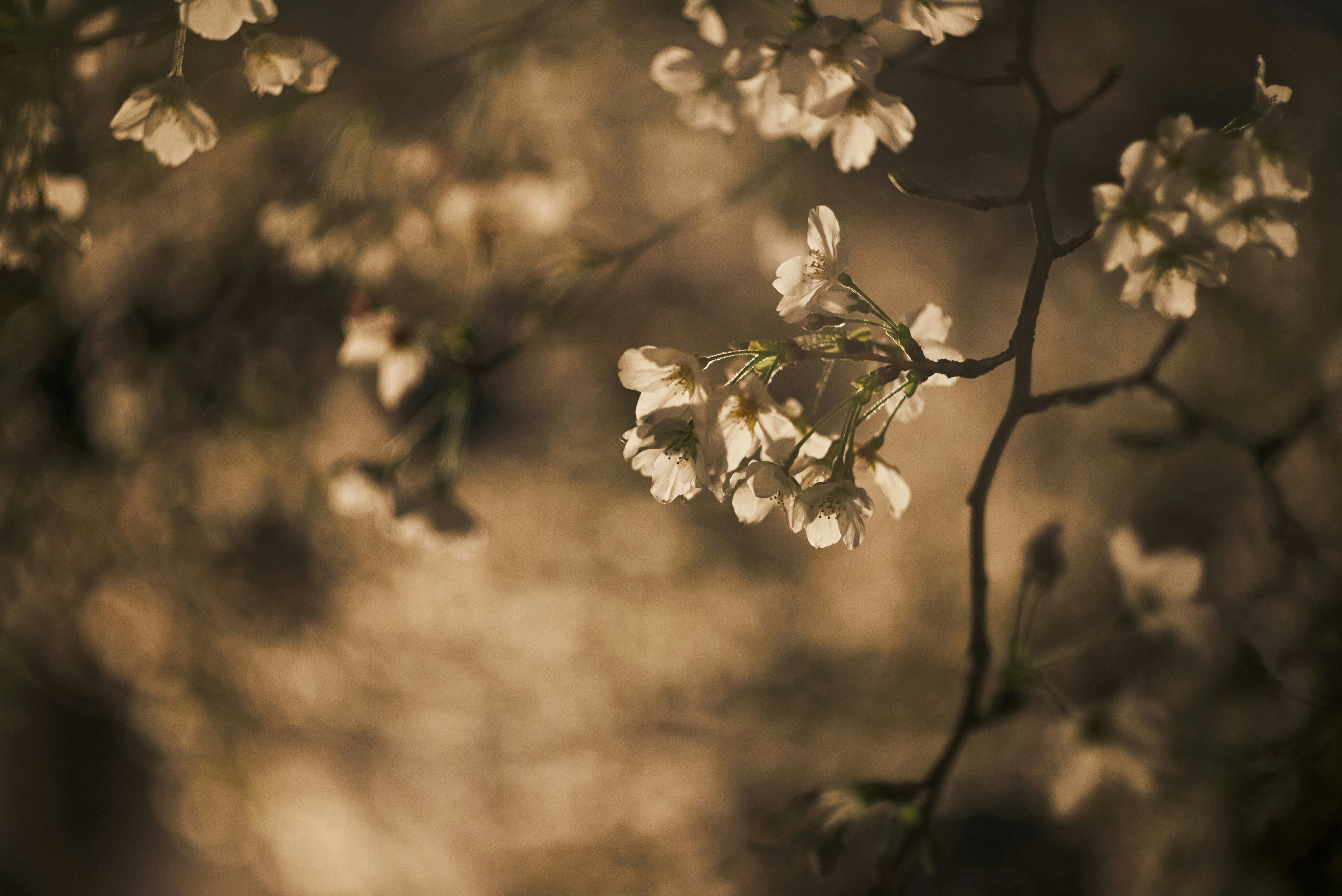 fleurs blanches sur une branche avec un bokeh doux en contre-jour