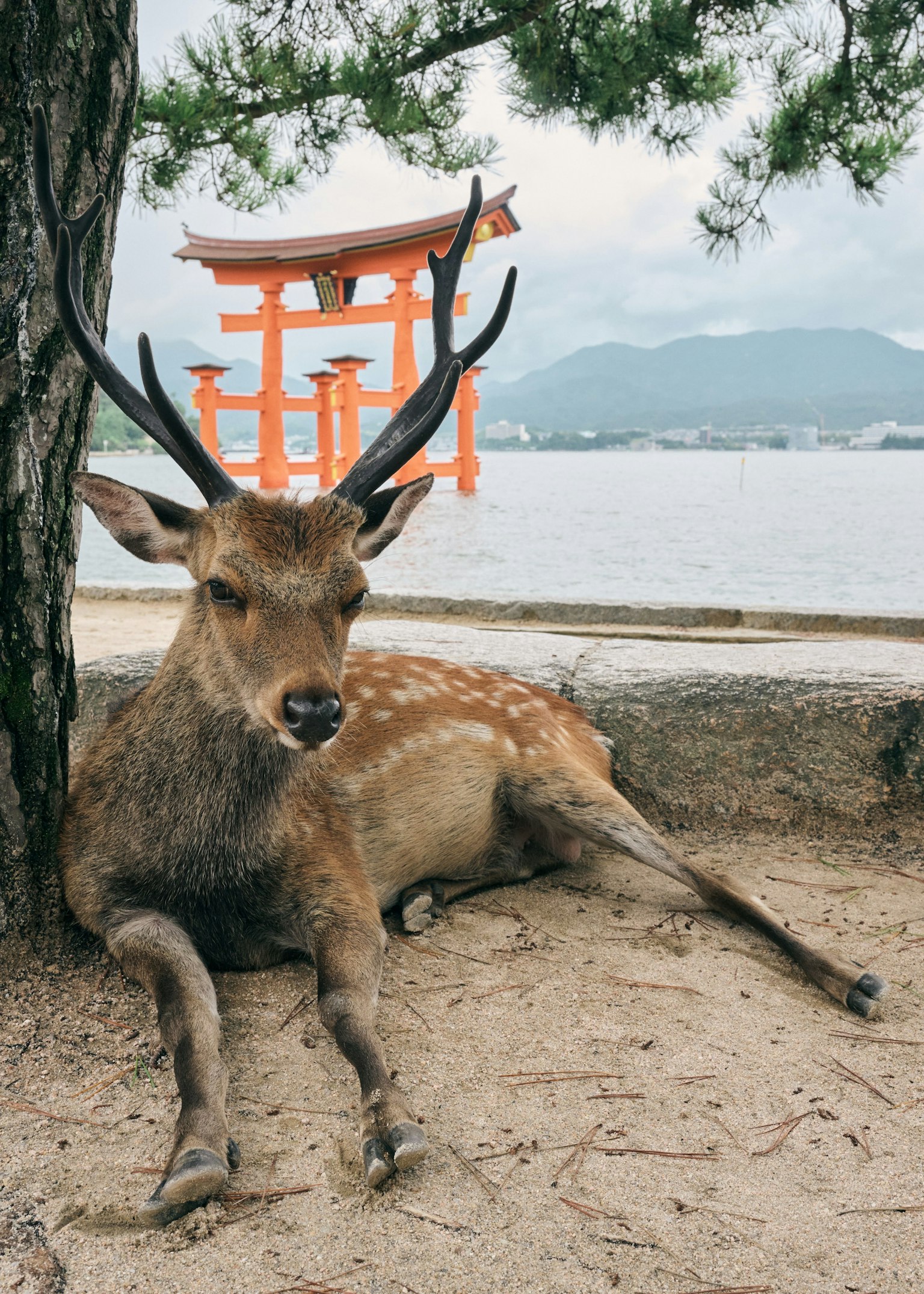 鹿が木の下でくつろいでいる背景に赤い鳥居が見える