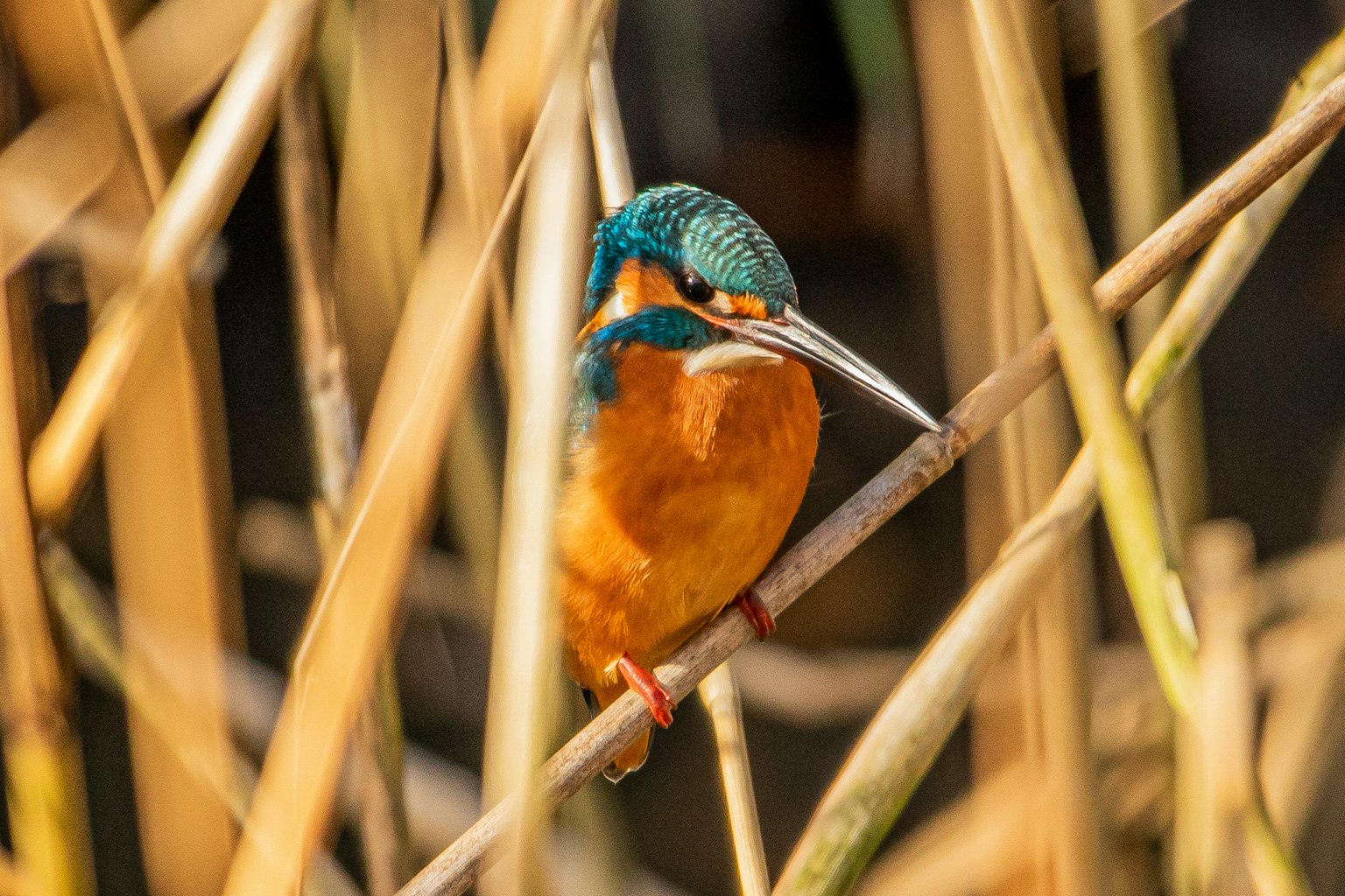Un martinete posado en una rama rodeado de cañas colores vibrantes