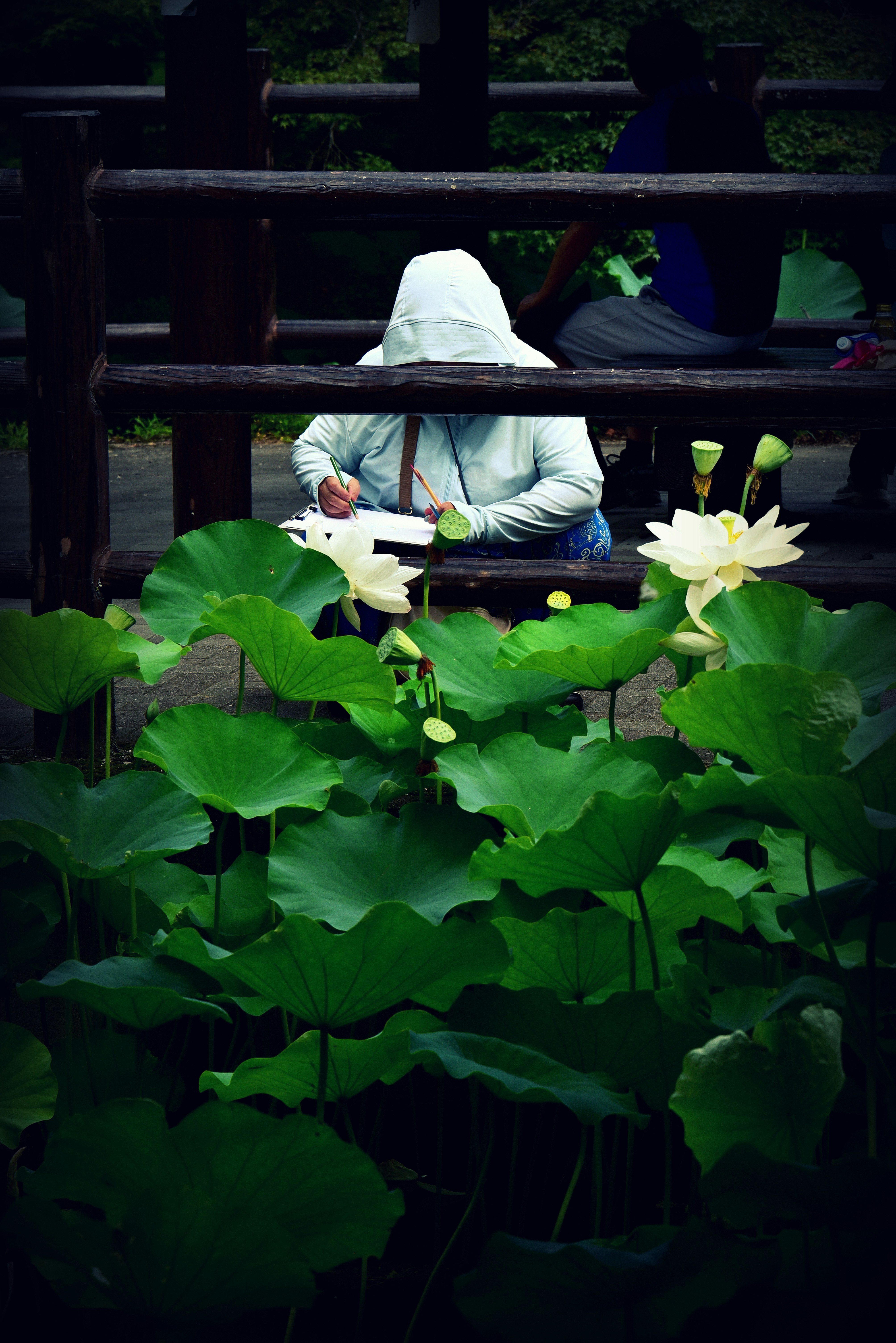 蓮の花と写生する人のある池のほとり