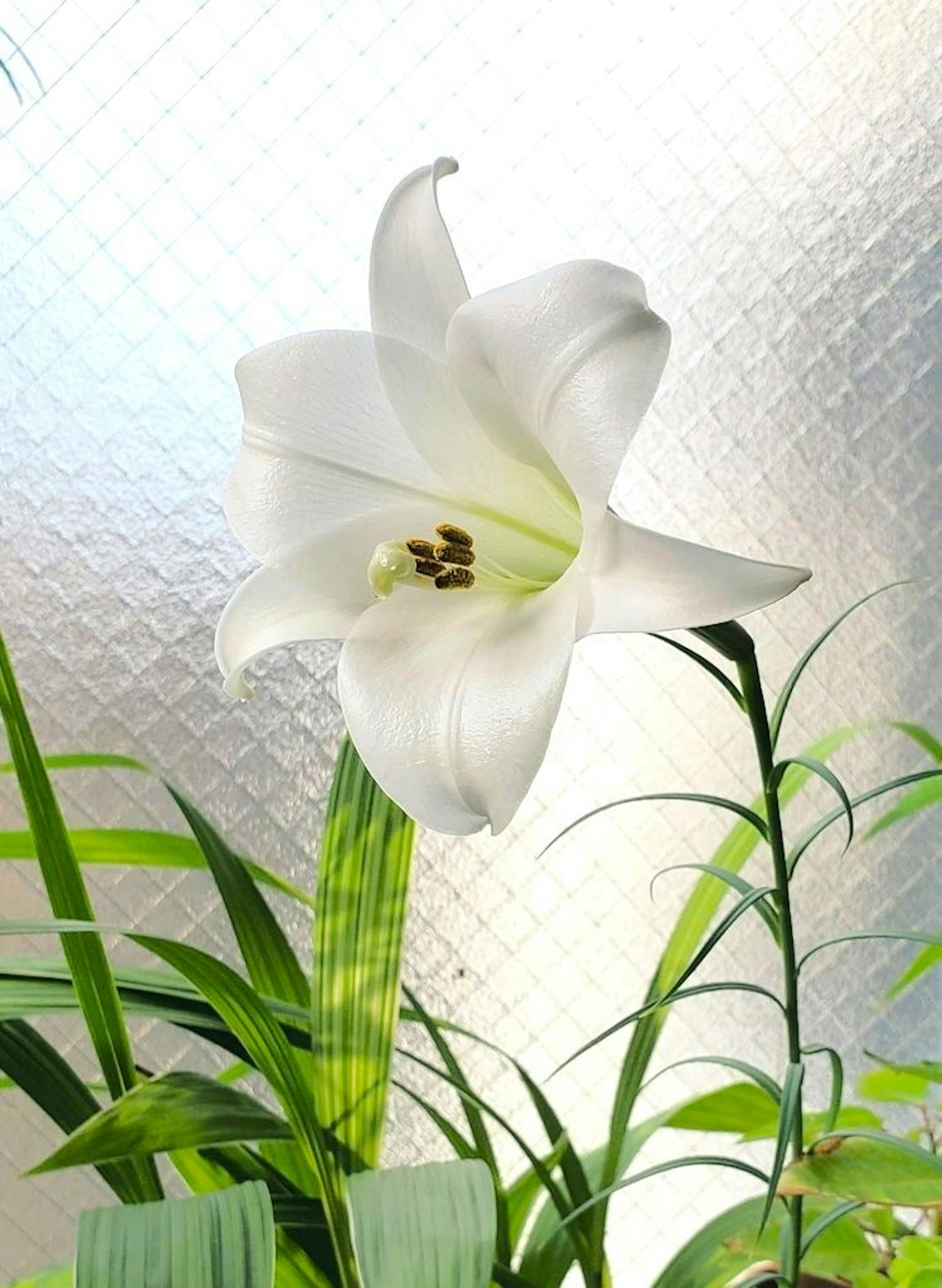 White lily flower with green leaves against a textured background