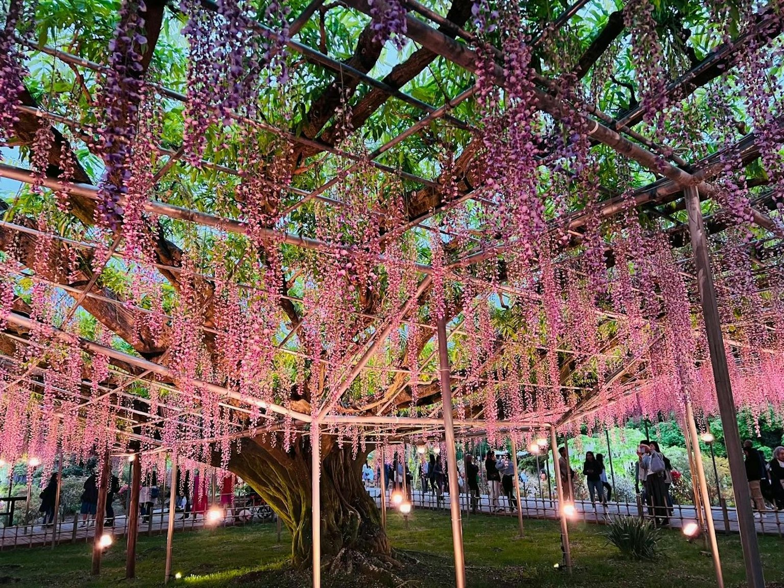 Bella scena con persone riunite sotto un albero decorato con fiori di glicine viola che pendono