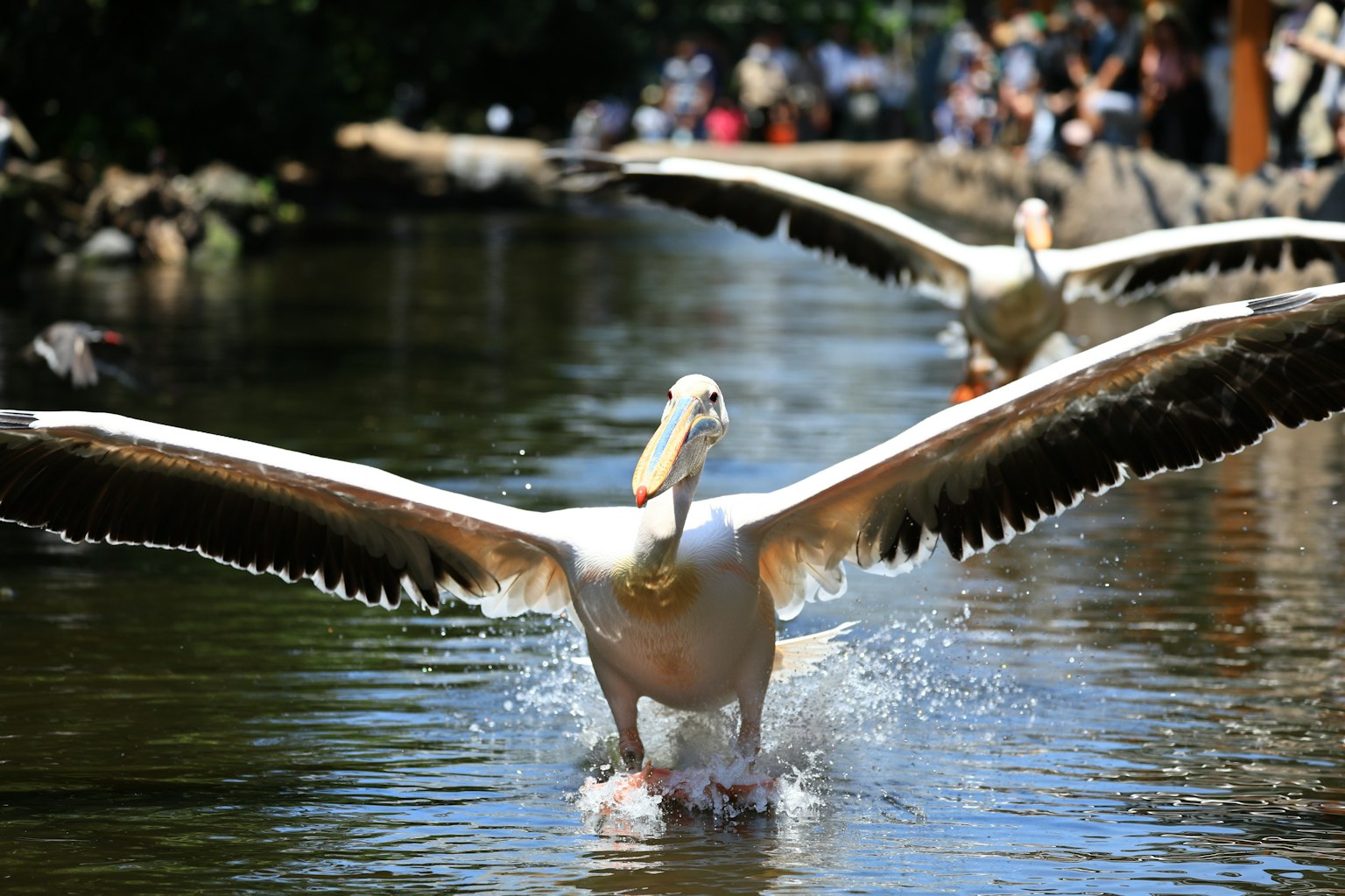 Pelicans taking off from the water with spectators in the background