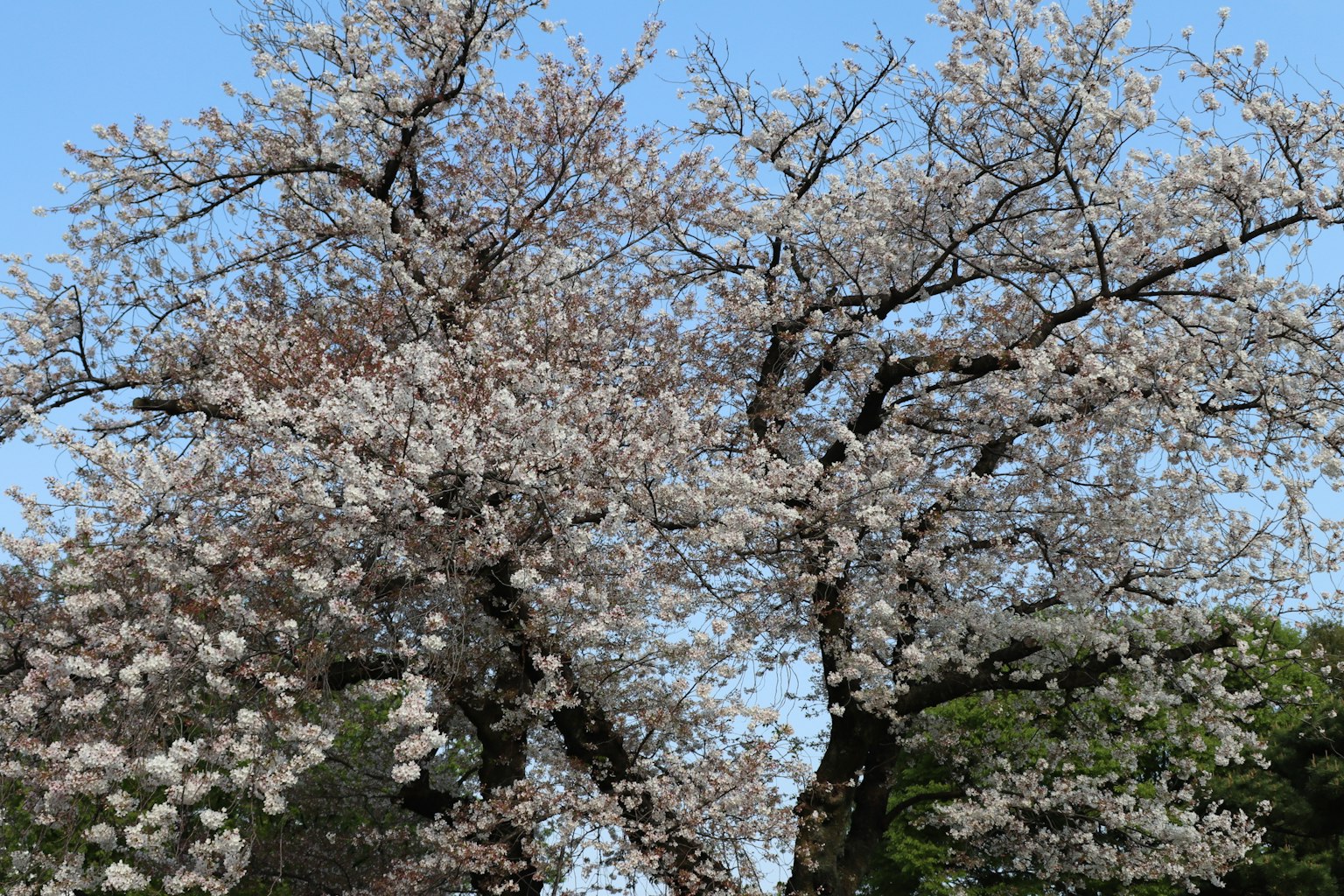 Un bell'albero di ciliegio in fiore sotto un cielo blu chiaro
