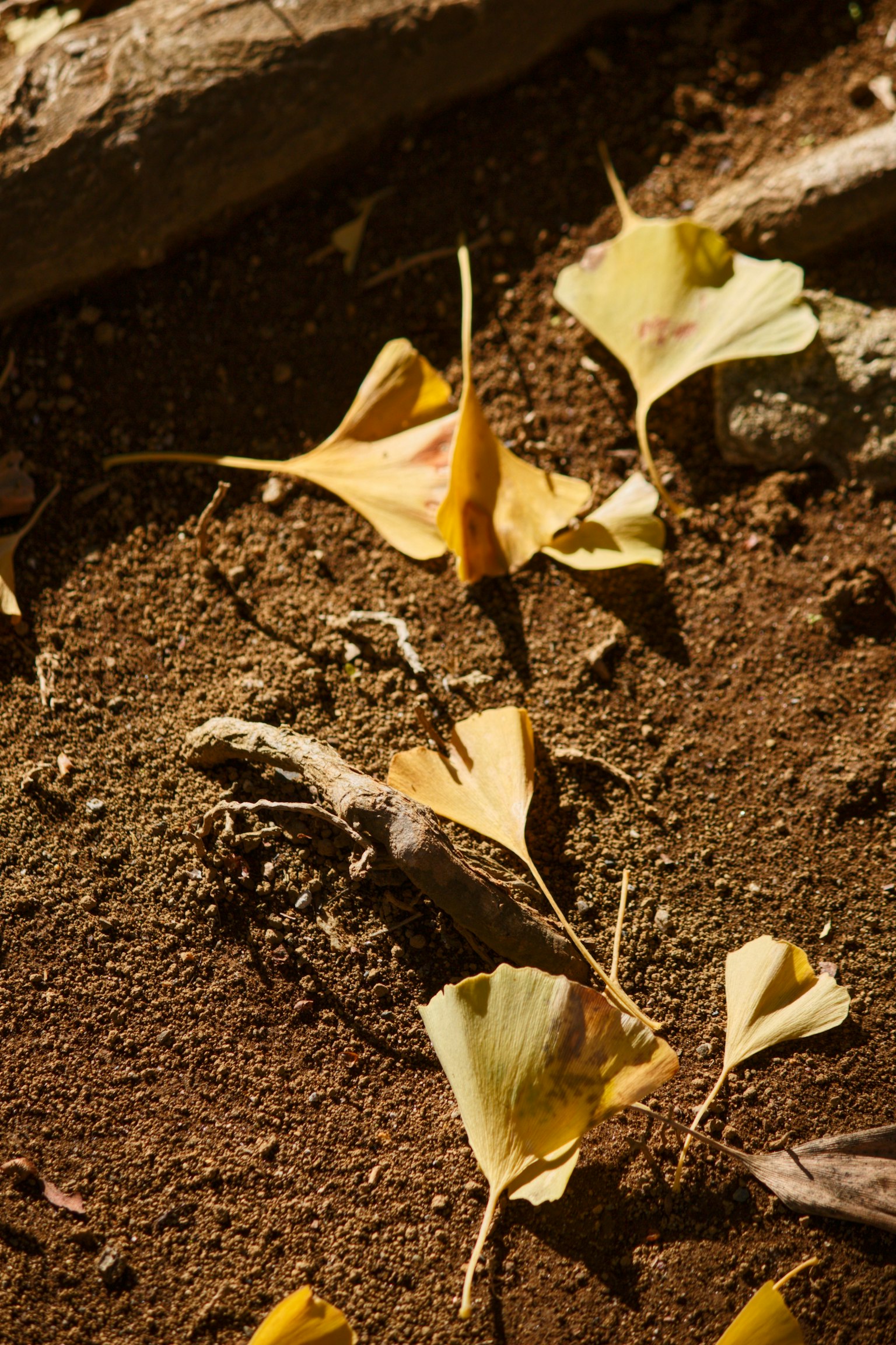 地面に落ちた黄色いイチョウの葉が散らばっている