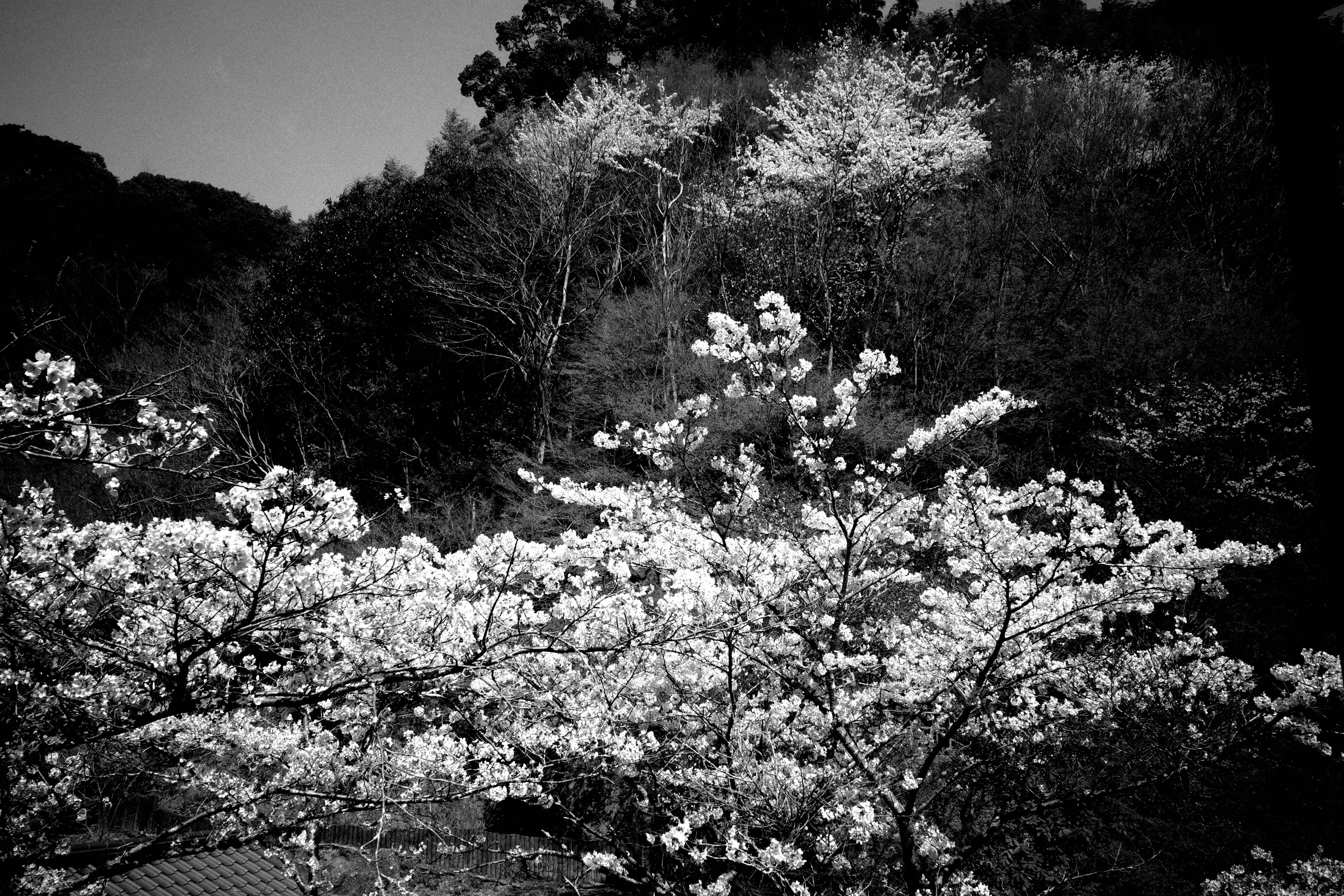 black-and-white blossoms and trees in a forest scene