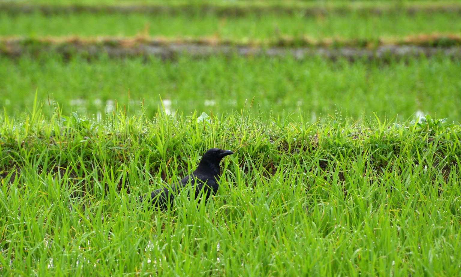 Seekor burung hitam di sawah hijau