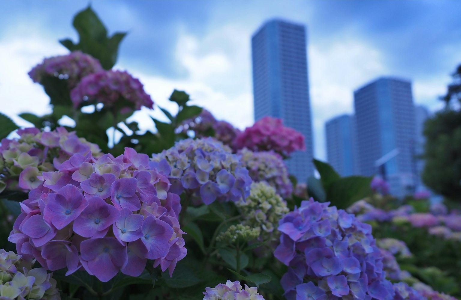 Colorful hydrangea flowers with skyscrapers in the background