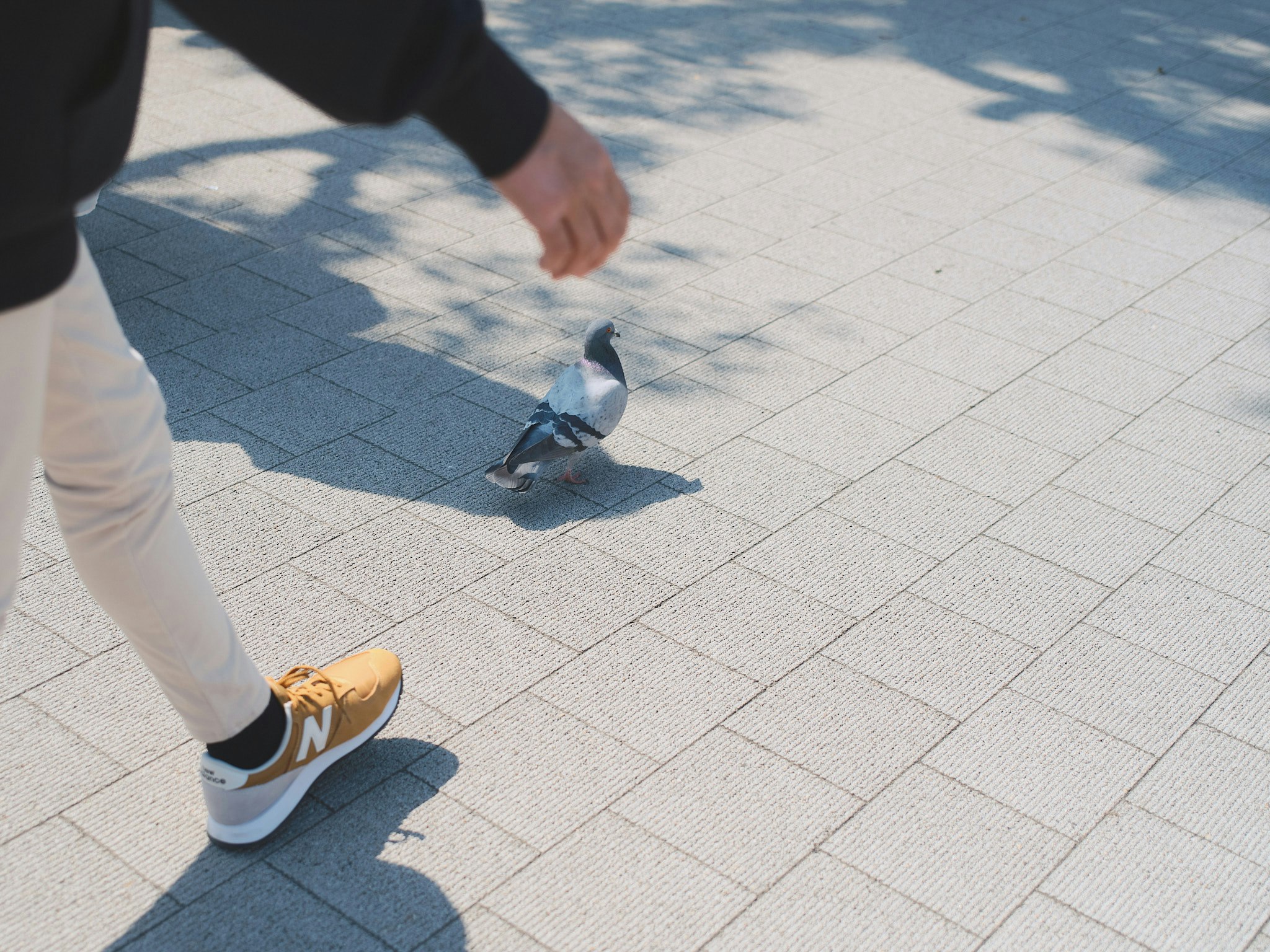 人が鳩にパンを与える広場の路面