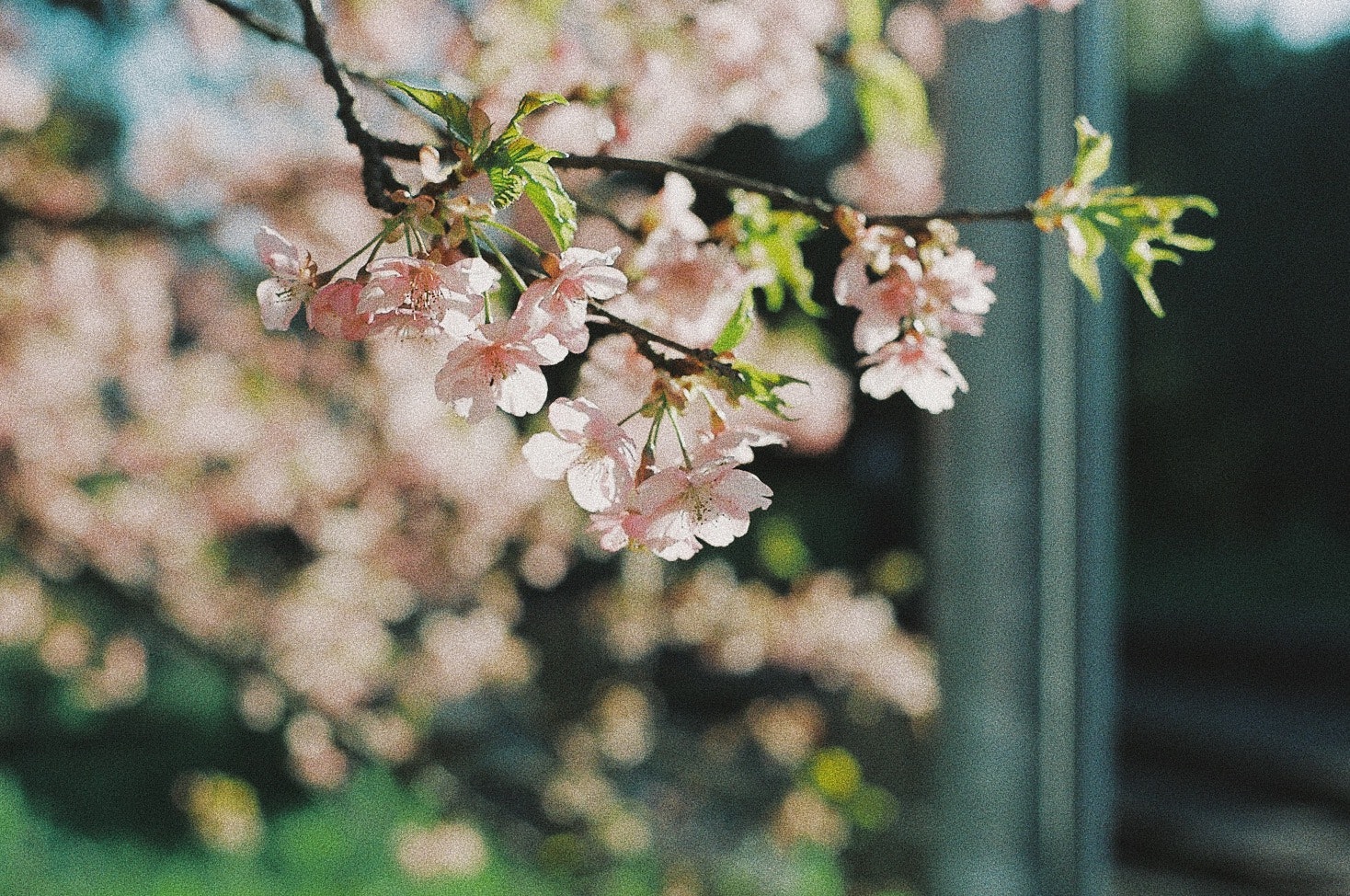 桜の枝と花が揺れる庭のフェンス前