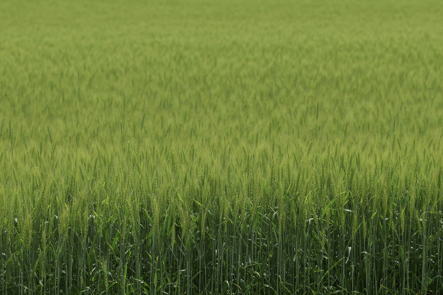 Ampio campo di colture verdi sotto la luce naturale