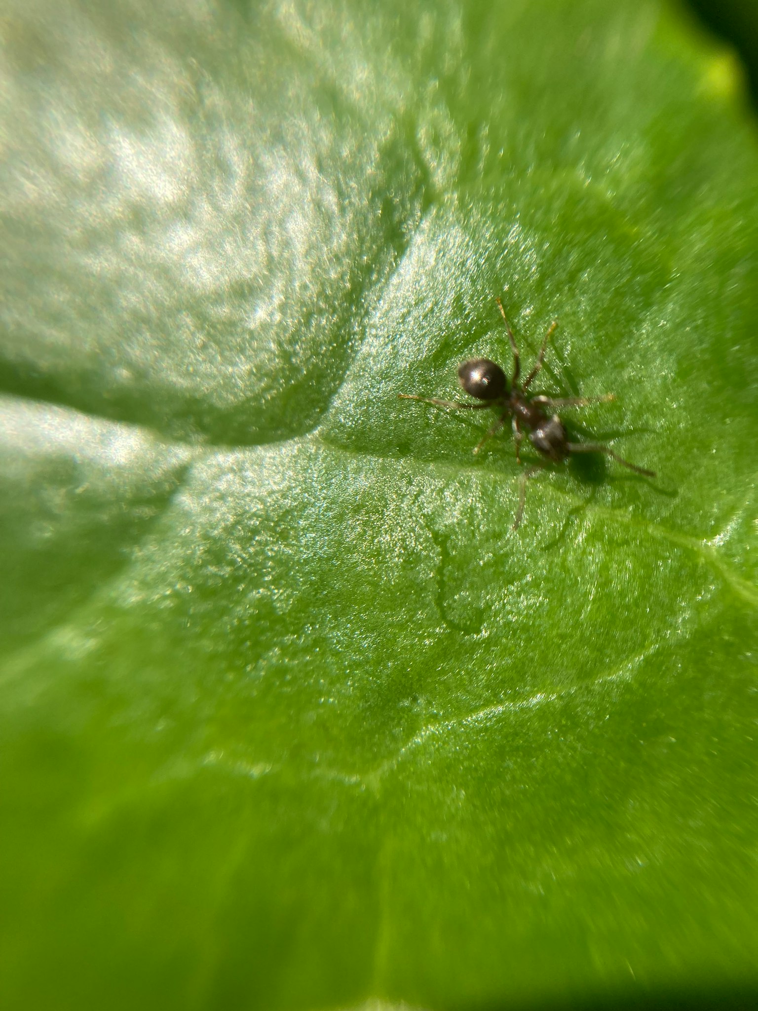 Gros plan d'une fourmi noire sur une feuille verte