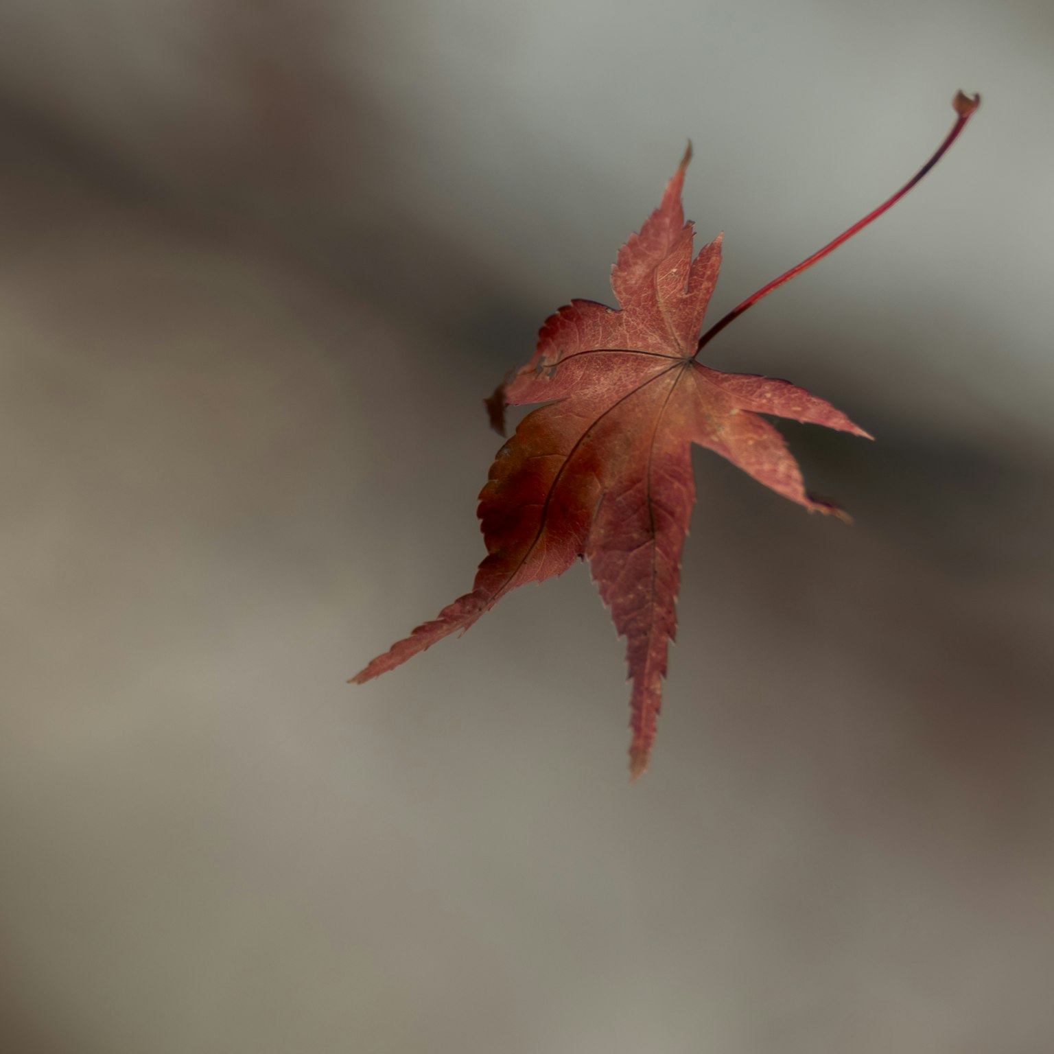 Una foglia d'acero rossa che fluttua nell'aria