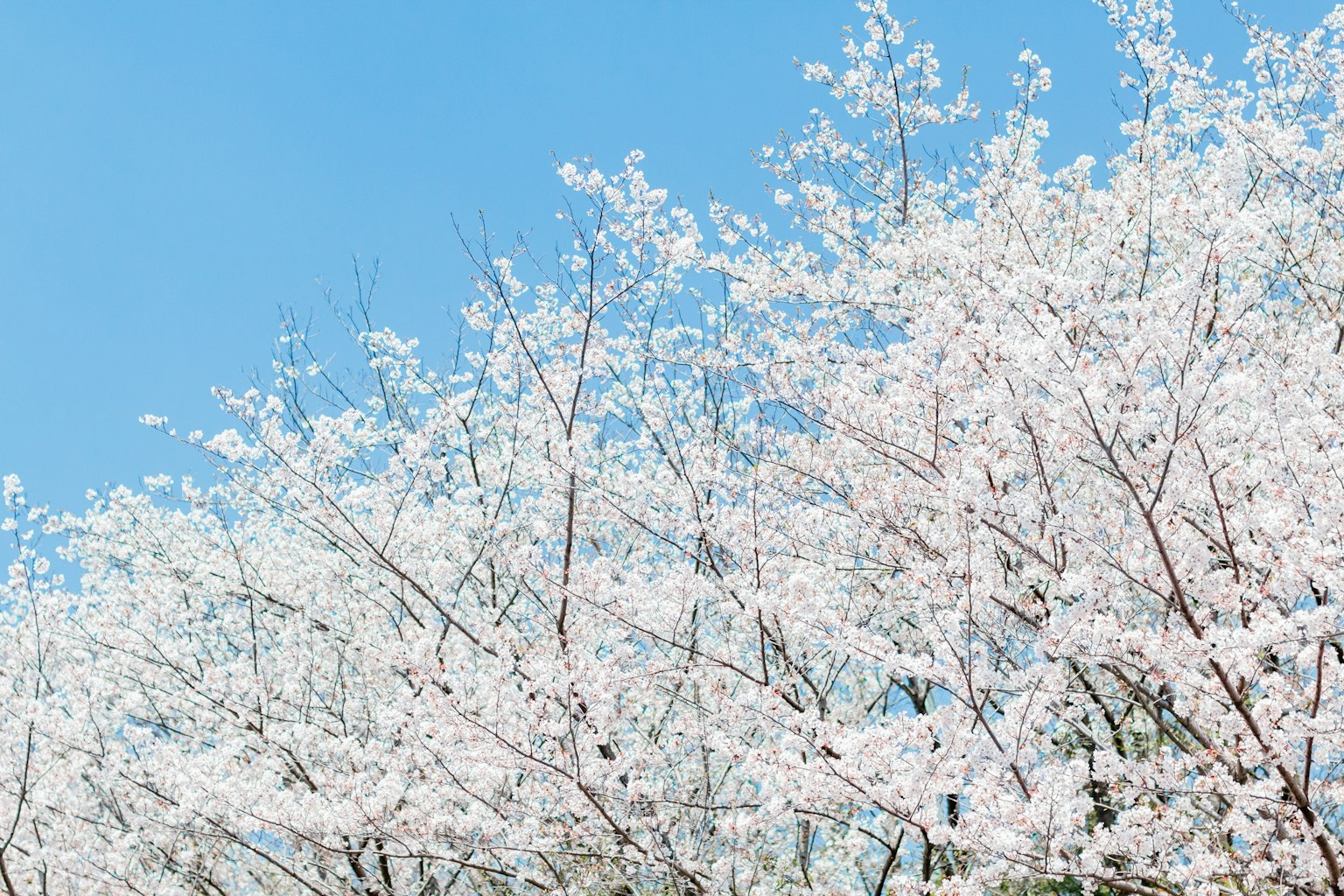 Flores de cerezo en plena floración contra un cielo azul claro