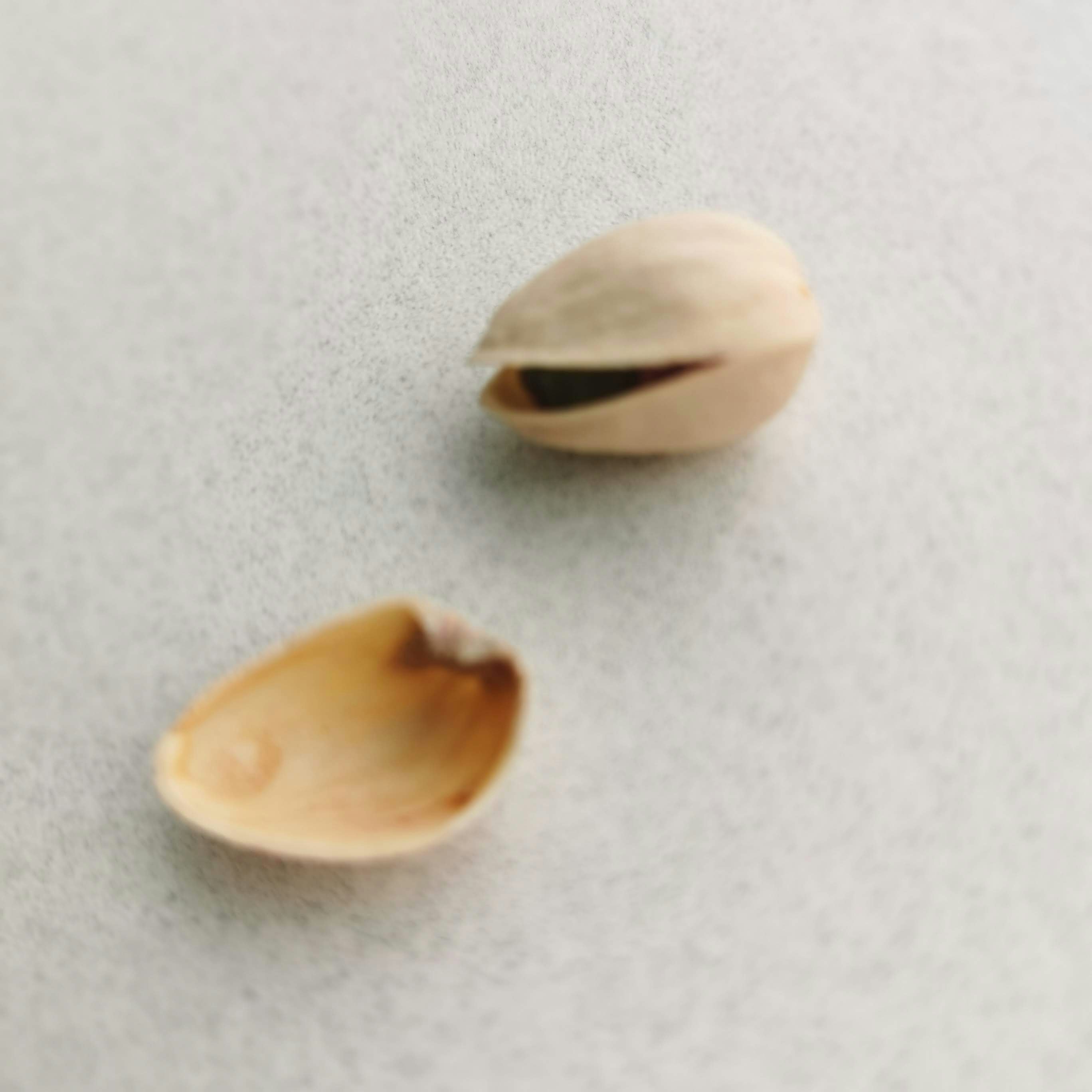 白い背景に並ぶ殻付きの貝殻