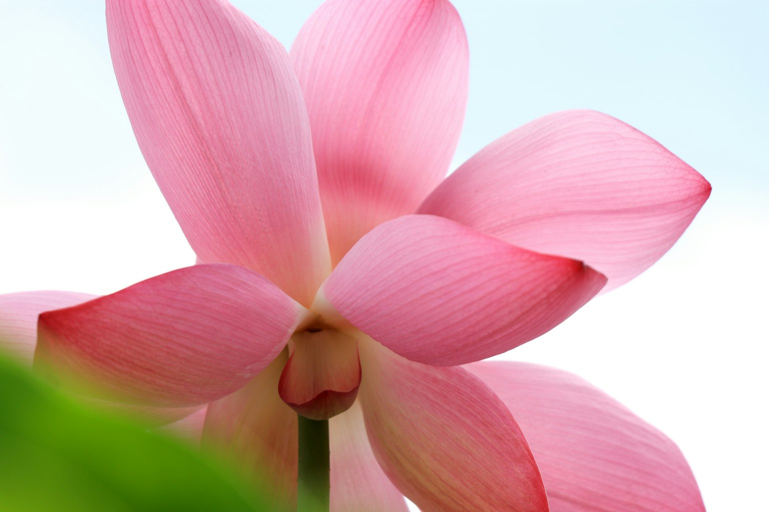 Beautiful pink lotus flower against a blue sky background