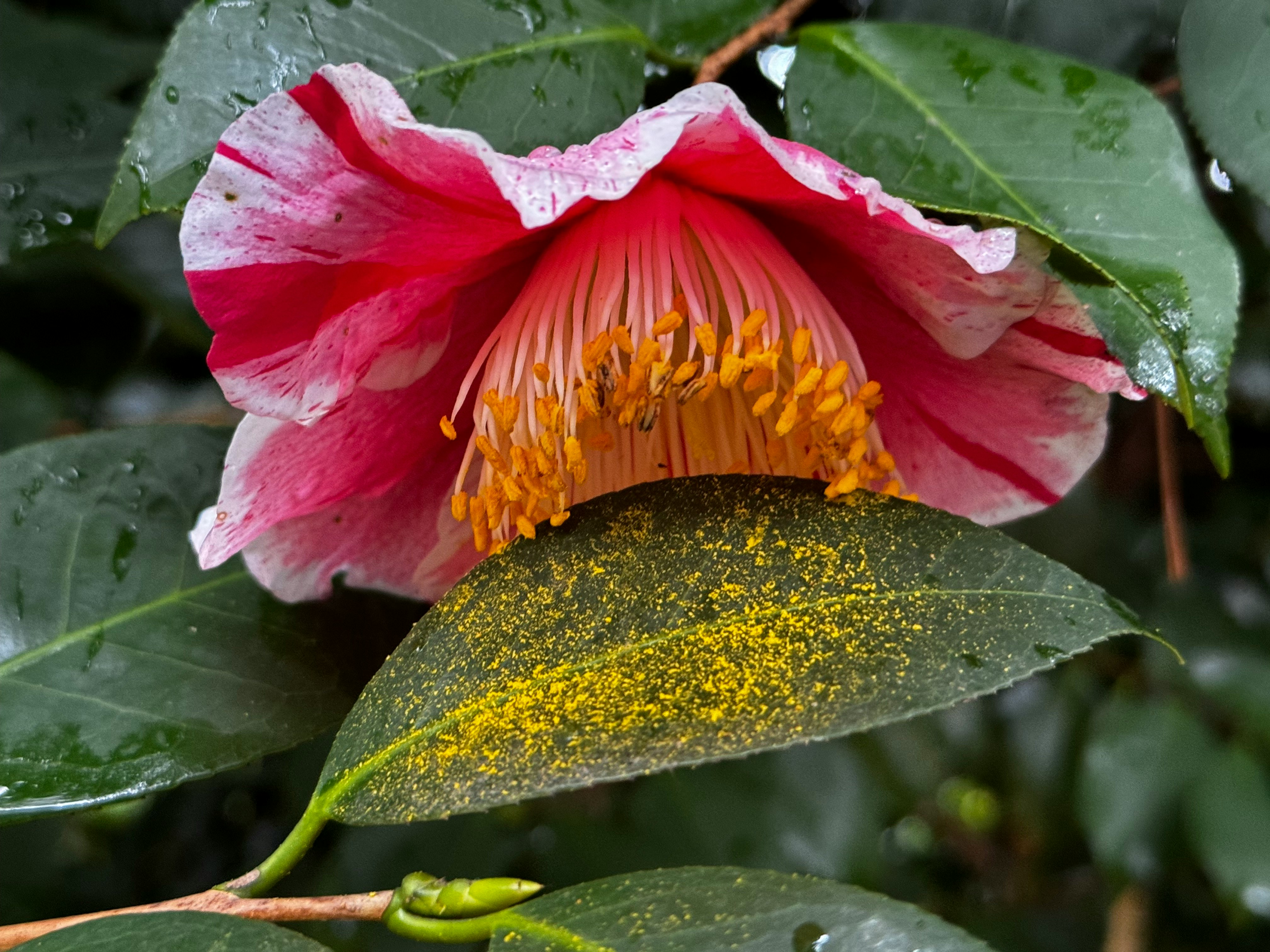 服部緑地植物園のツバキの花と葉のクローズアップ