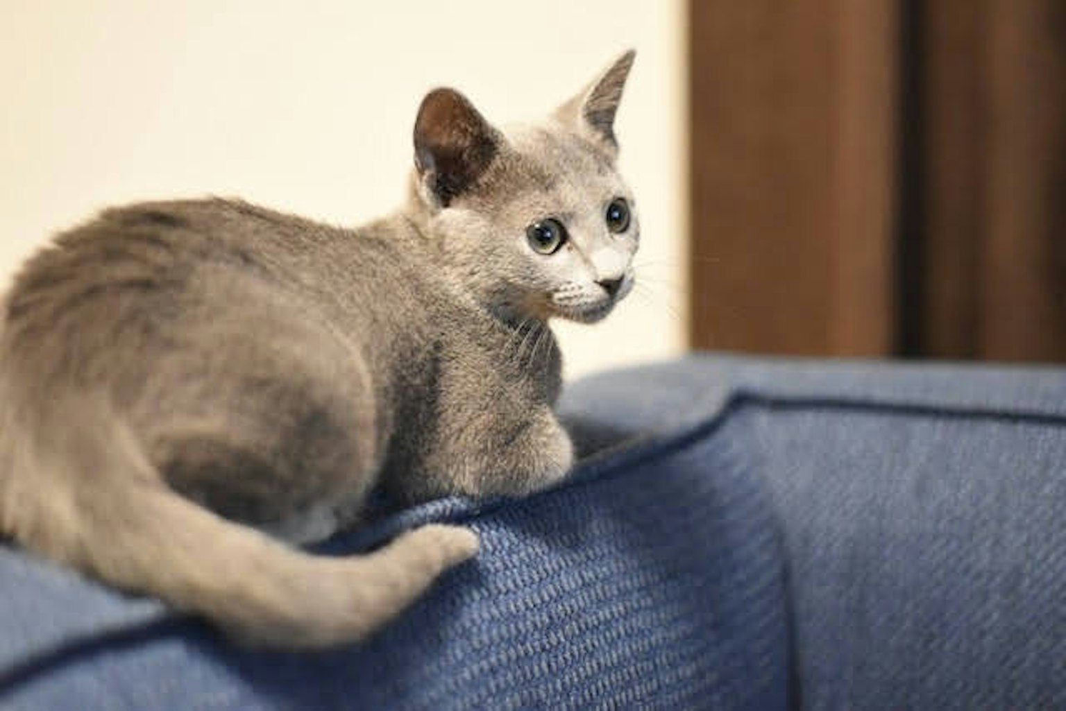 Gray kitten sitting on the backrest of a sofa