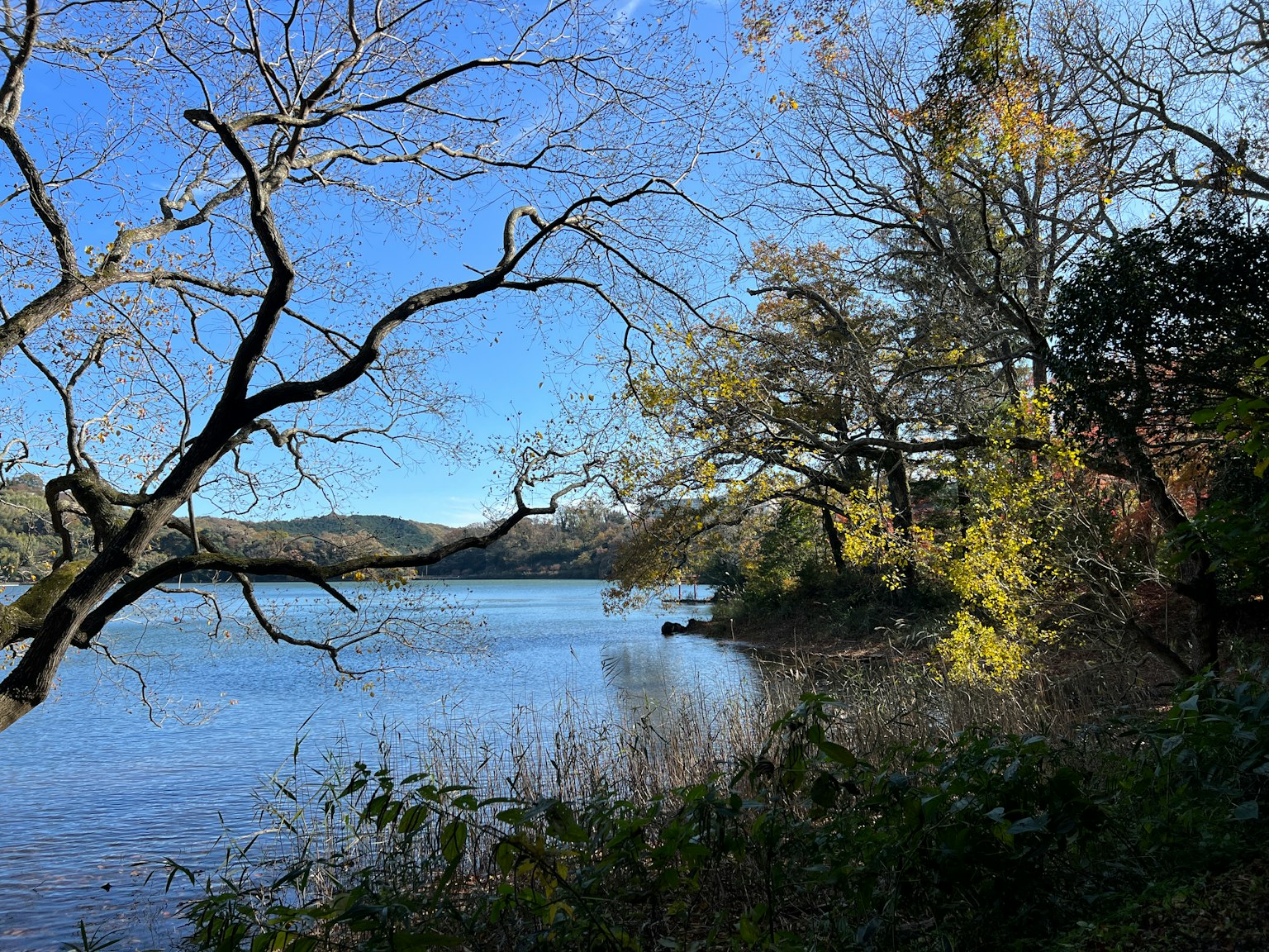 Serene lake view with autumn trees lining the shore