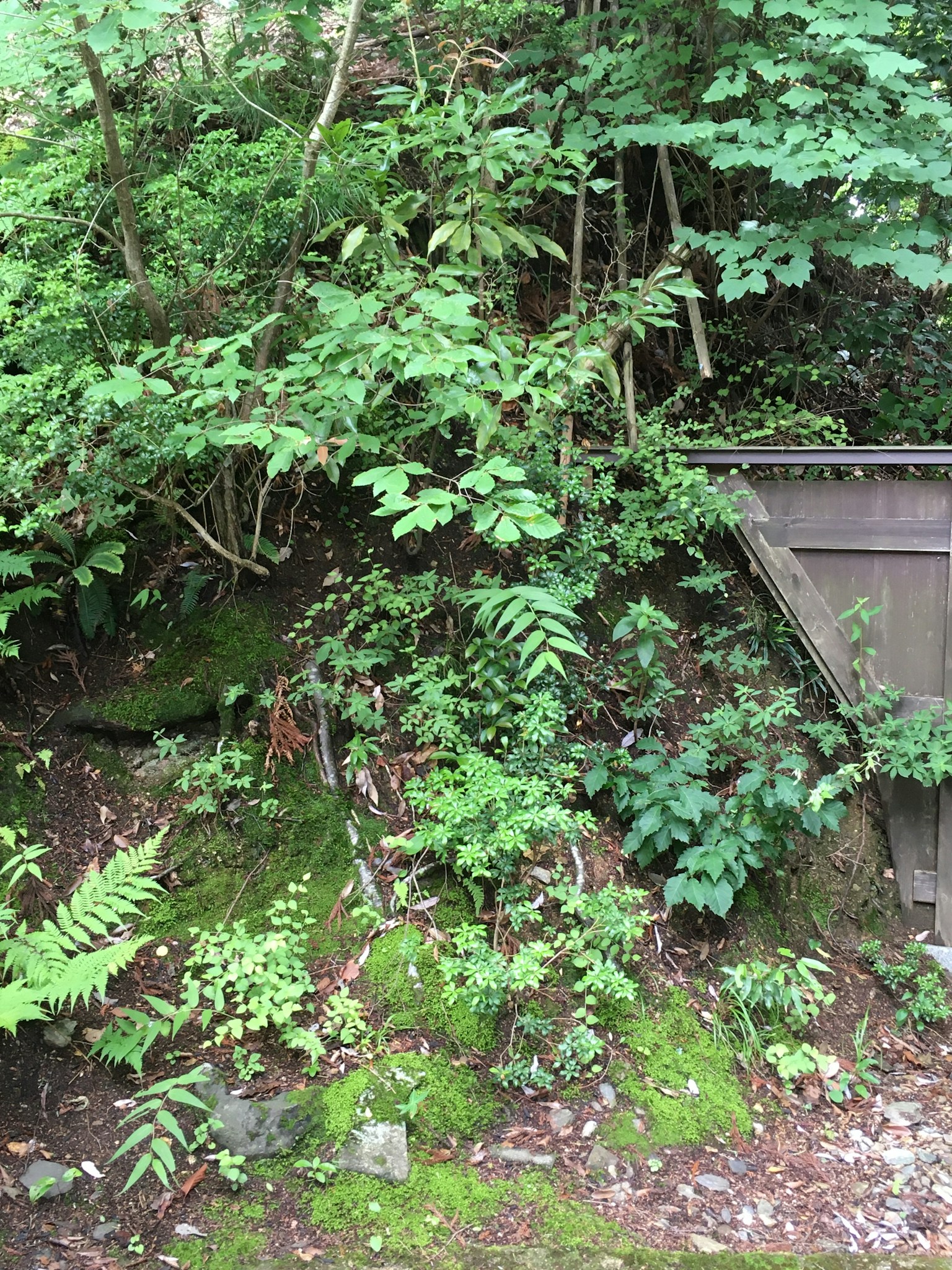 Plantas verdes exuberantes y suelo cubierto de musgo en un entorno natural
