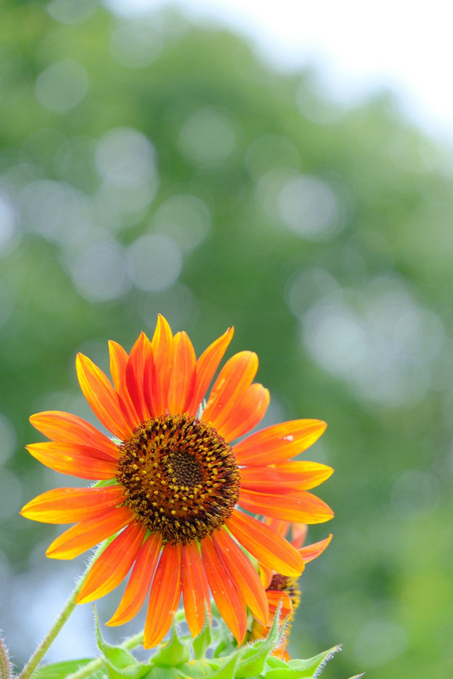 Girasol naranja vibrante floreciendo contra un fondo verde