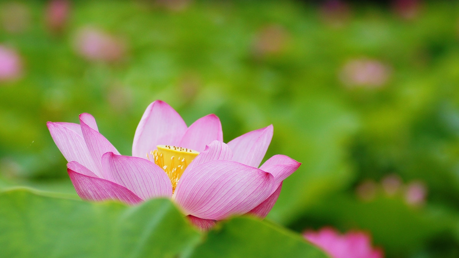 Một bông hoa sen hồng xinh đẹp nở trên lá xanh