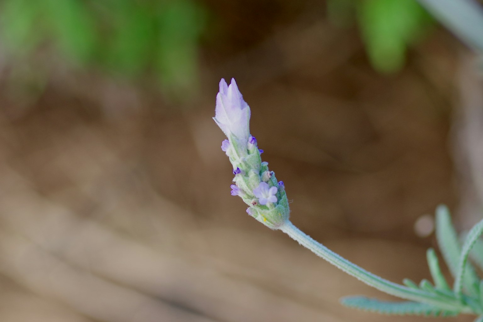 Lavender bud against a blurred green background