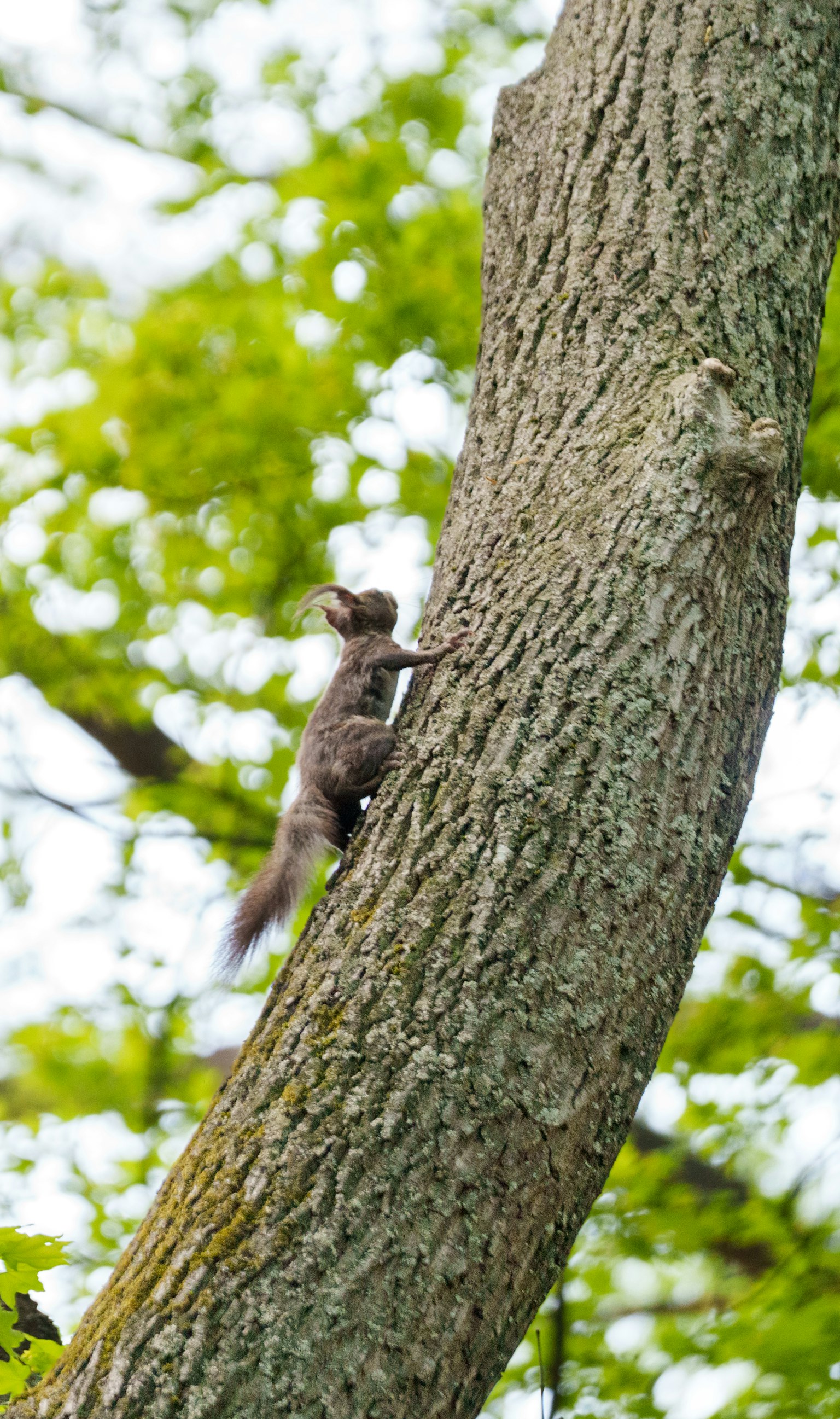 Écureuil grimpant sur un tronc d'arbre avec des feuilles vertes en arrière-plan