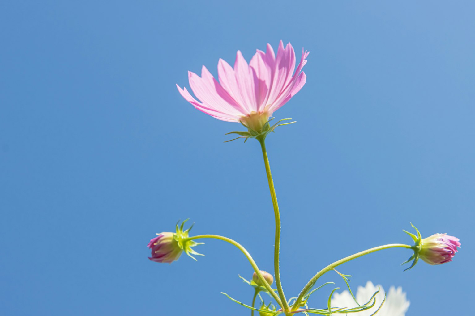 Rosa Kosmee mit Knospen vor blauem Himmel