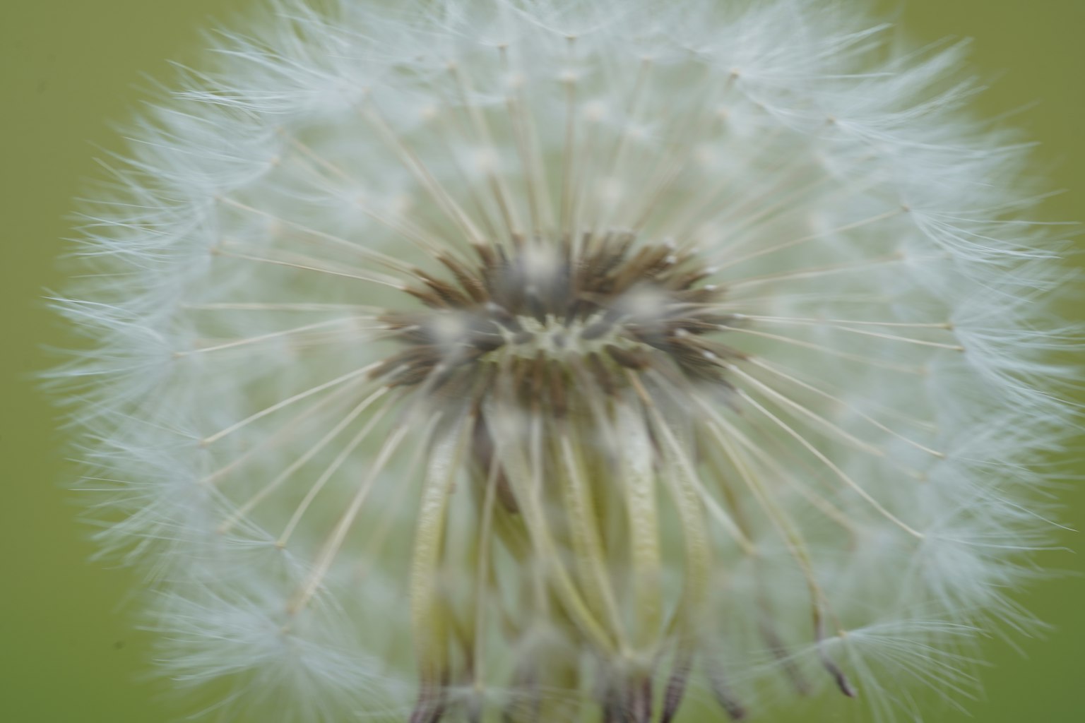 Close-up image of a white dandelion puff