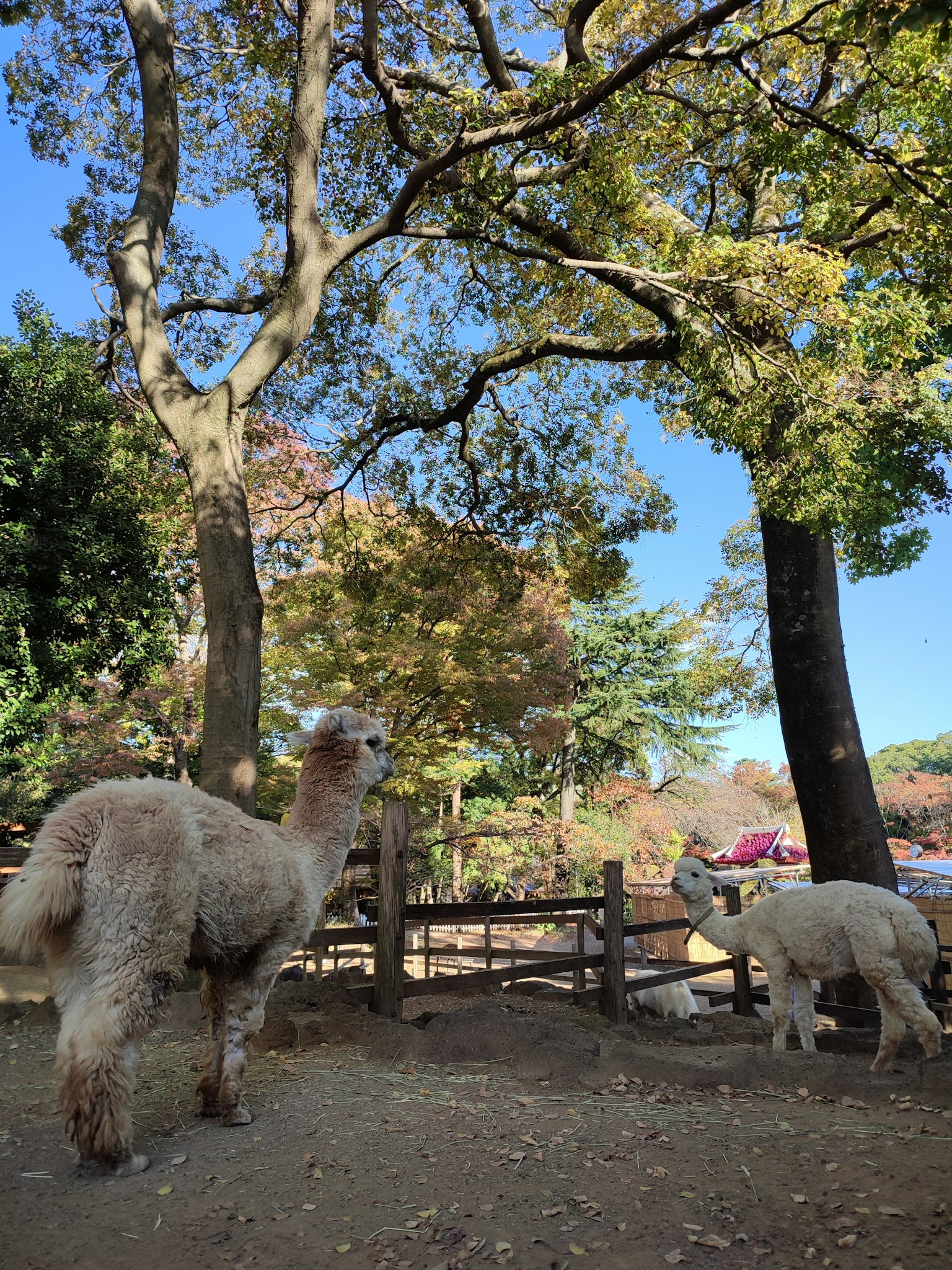 Dua alpaka di taman dengan pohon cantik di latar belakang
