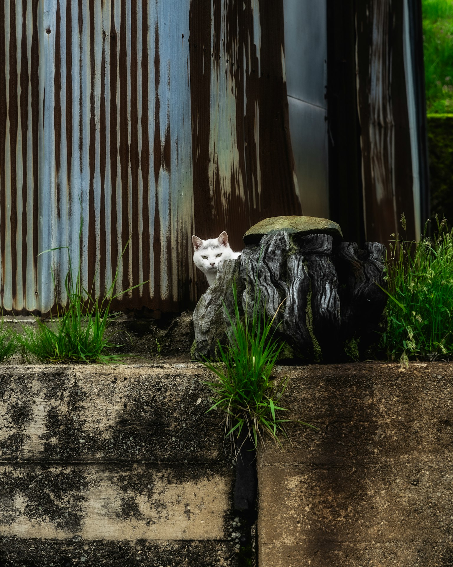 Seekor kucing putih di dekat dinding beton tua