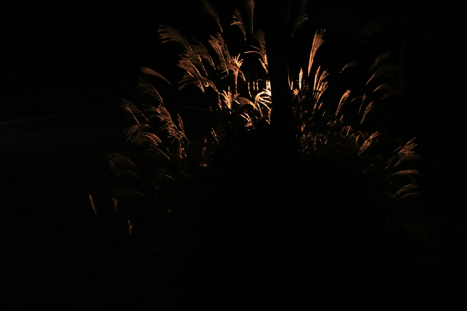 A glowing bundle of grass against a dark background