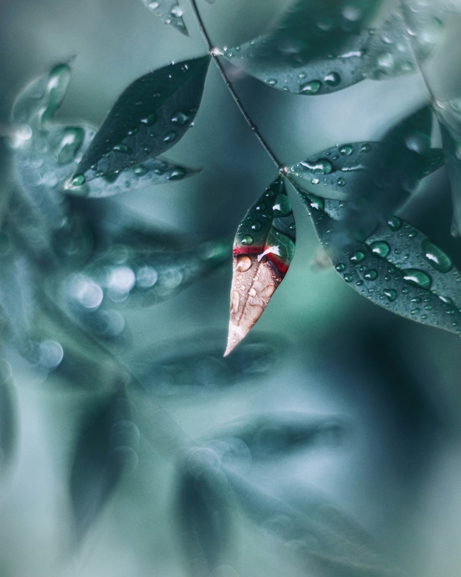 带有水滴的绿色叶子和模糊的蓝色背景