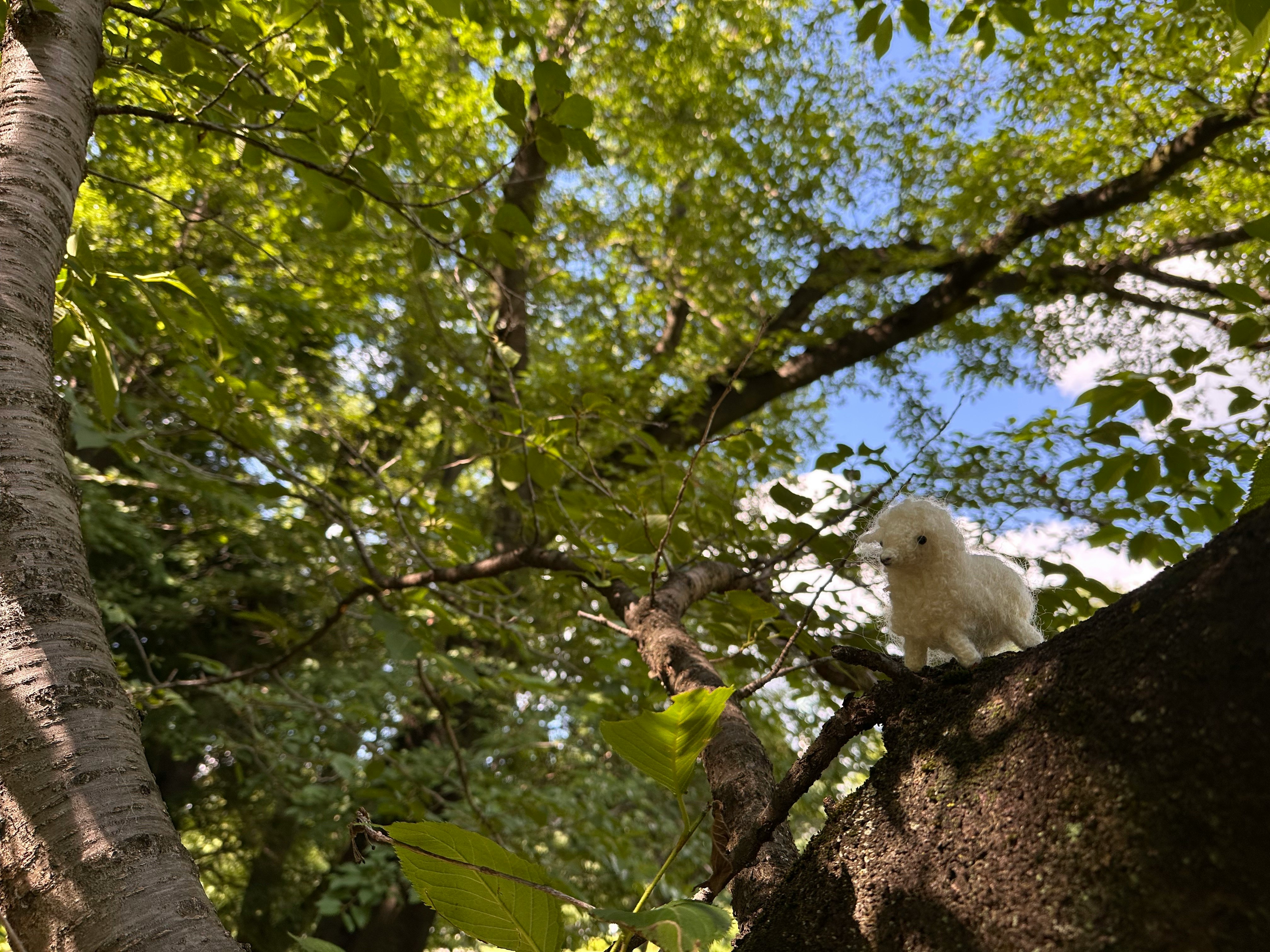 砧公園の木の枝にいる羊のあみぐるみ