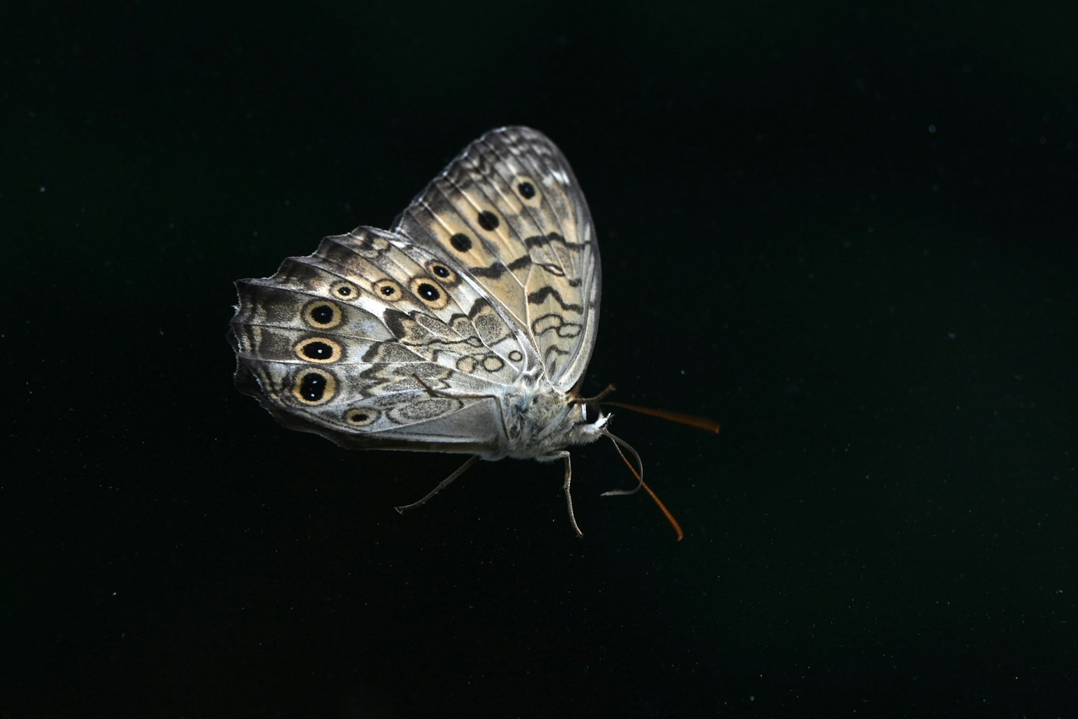 Ein Schmetterling mit komplizierten Mustern vor schwarzem Hintergrund