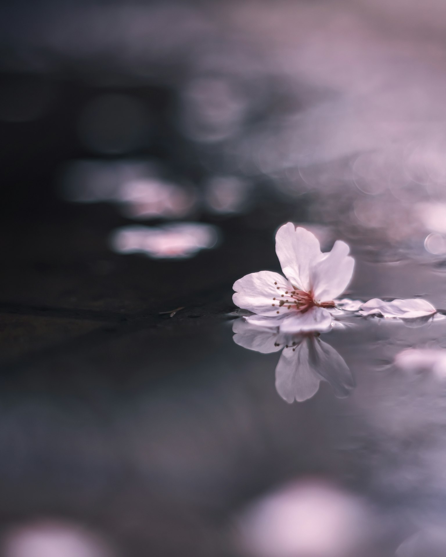 A delicate cherry blossom floating on water with soft reflections and hues