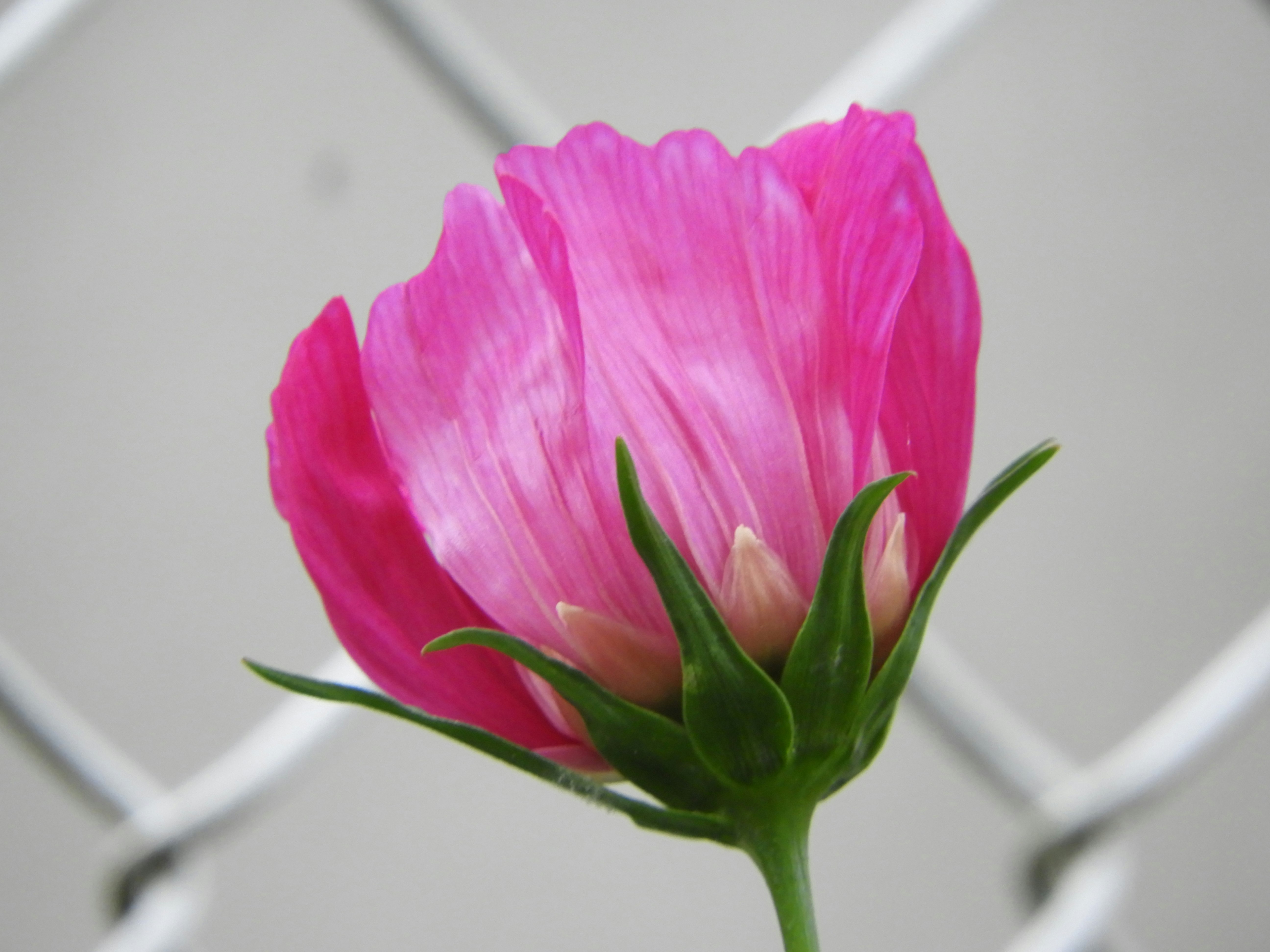 ピンクのコスモスの花のアップ