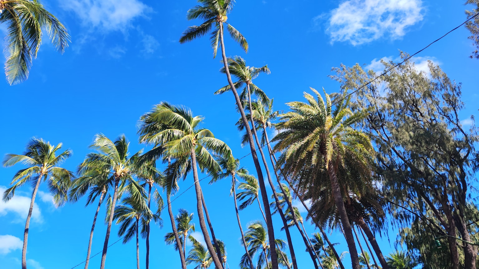 Tall palm trees against a clear blue sky