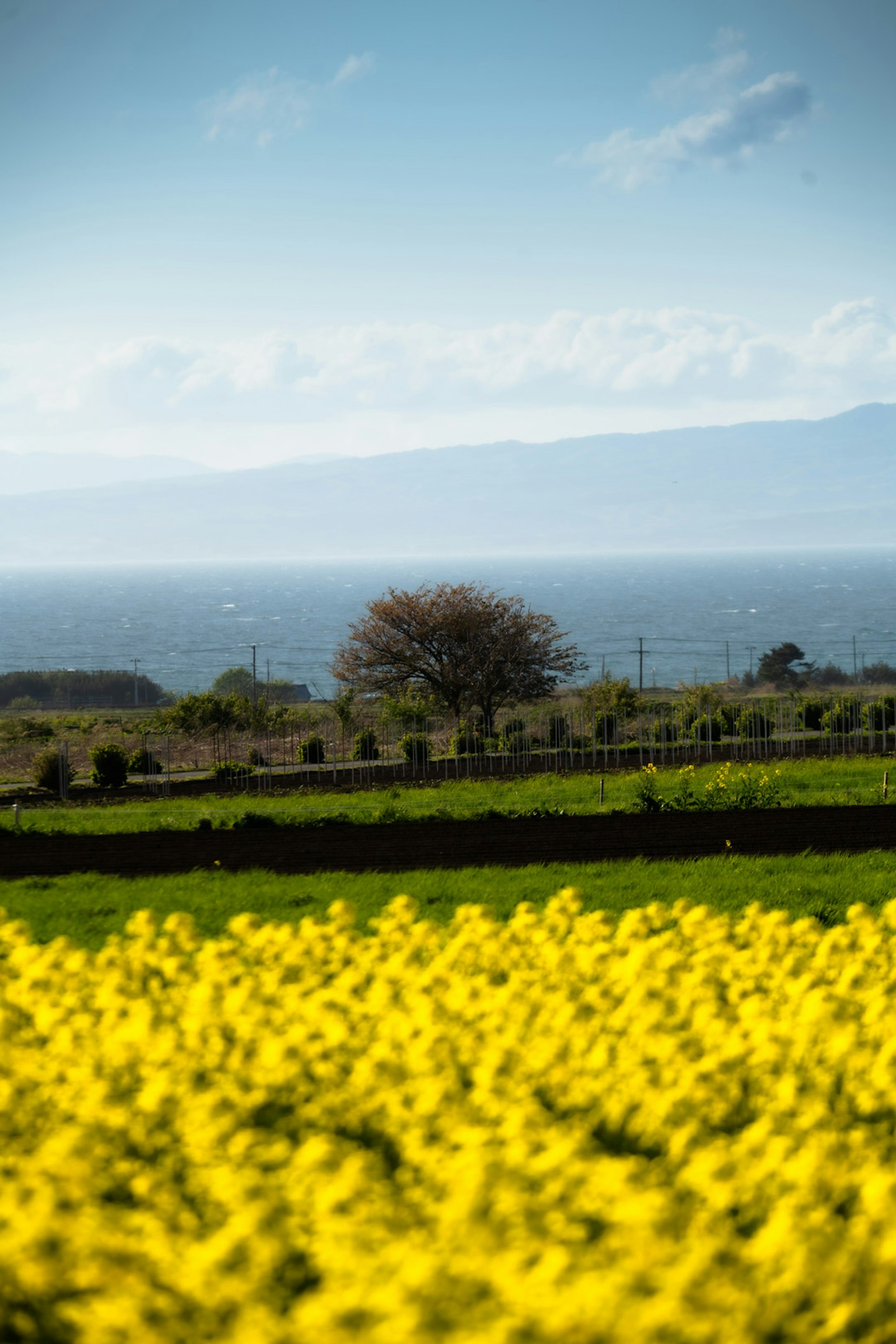 A vibrant yellow flower field under a blue sky with a distant view of the ocean and a tree