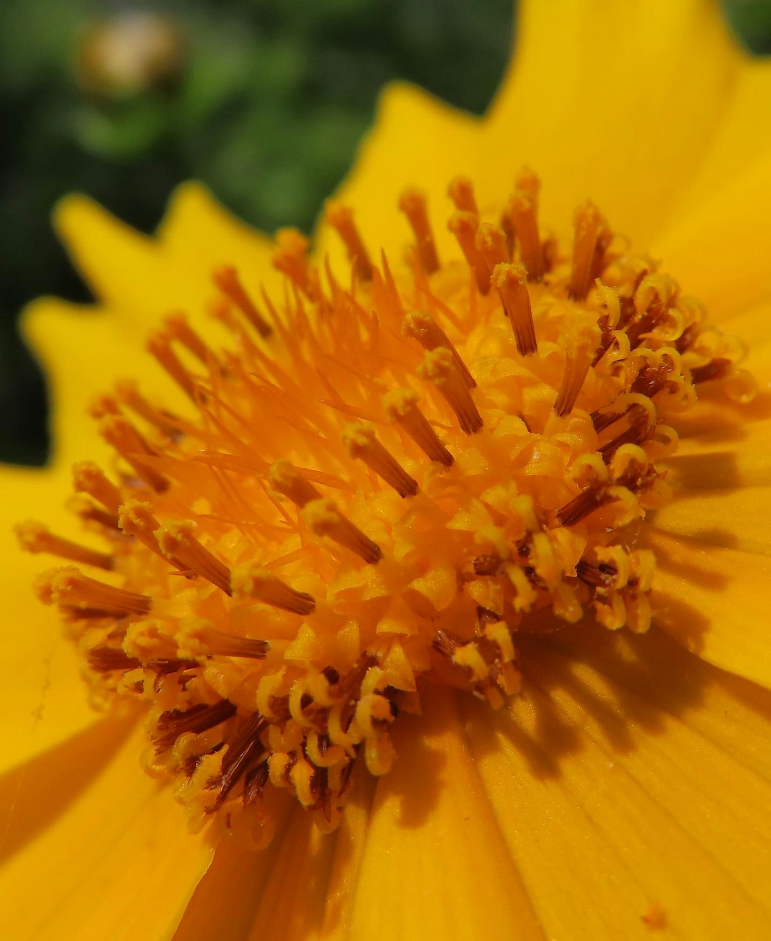 Nahaufnahme einer lebhaften gelben Blume mit auffälligem orangefarbenen Pollen in der Mitte