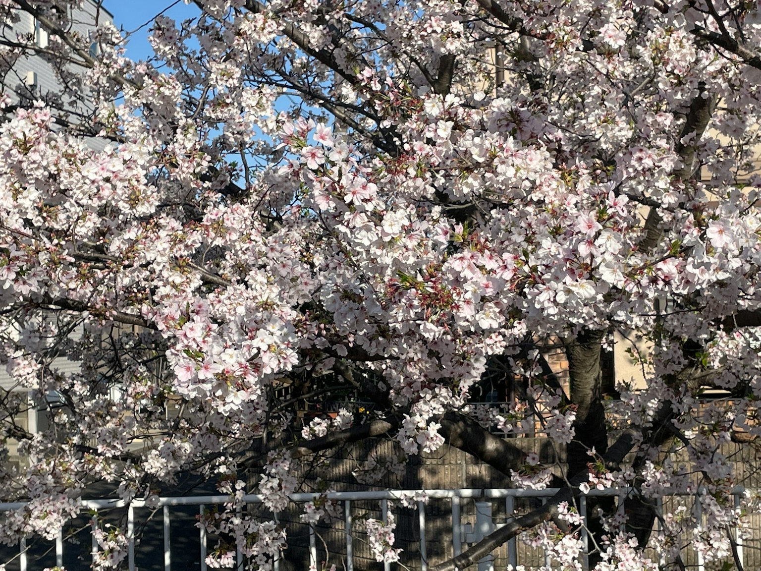 Fiori di ciliegio in piena fioritura su un albero contro un cielo blu