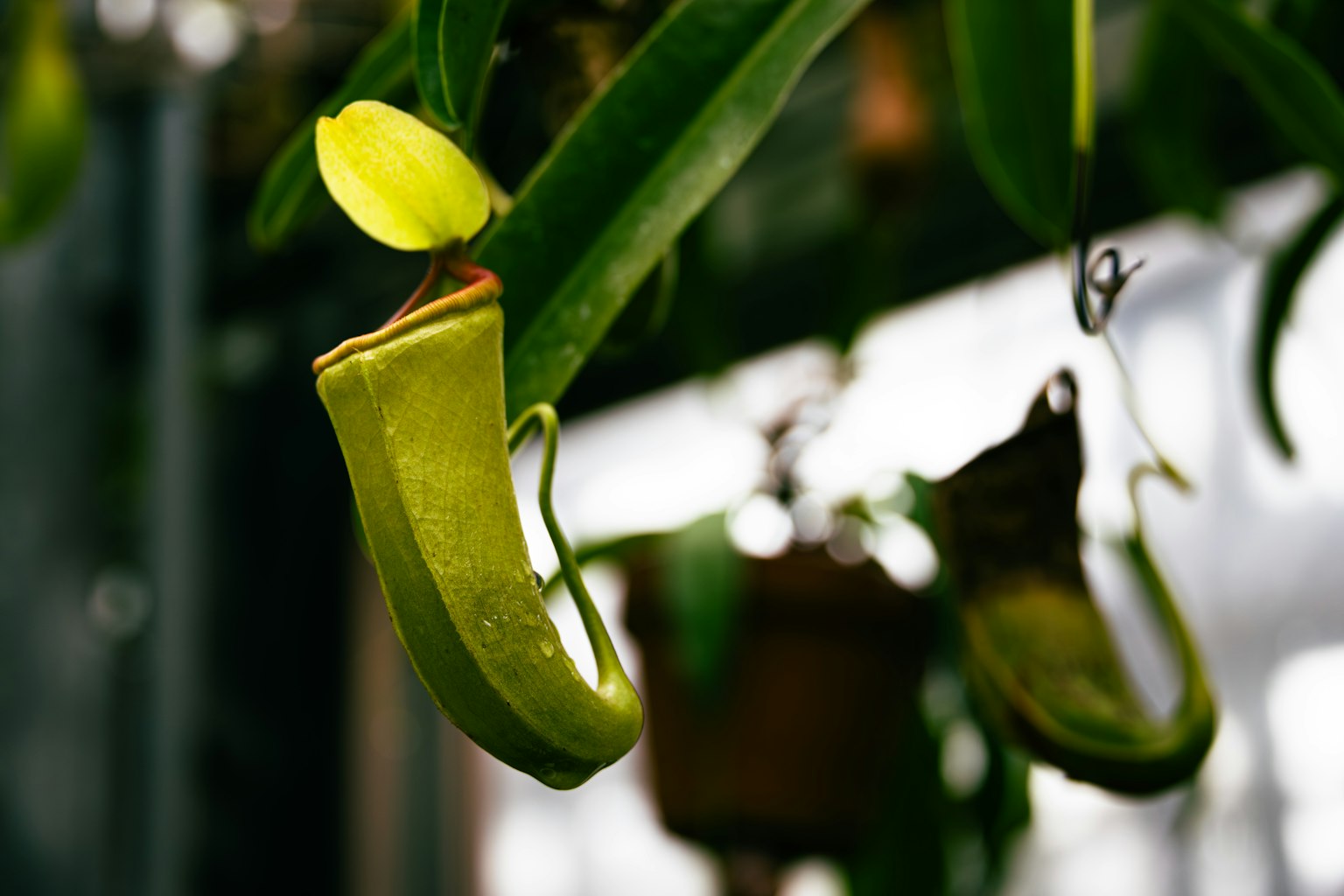 Image of a green pitcher plant hanging in a greenhouse