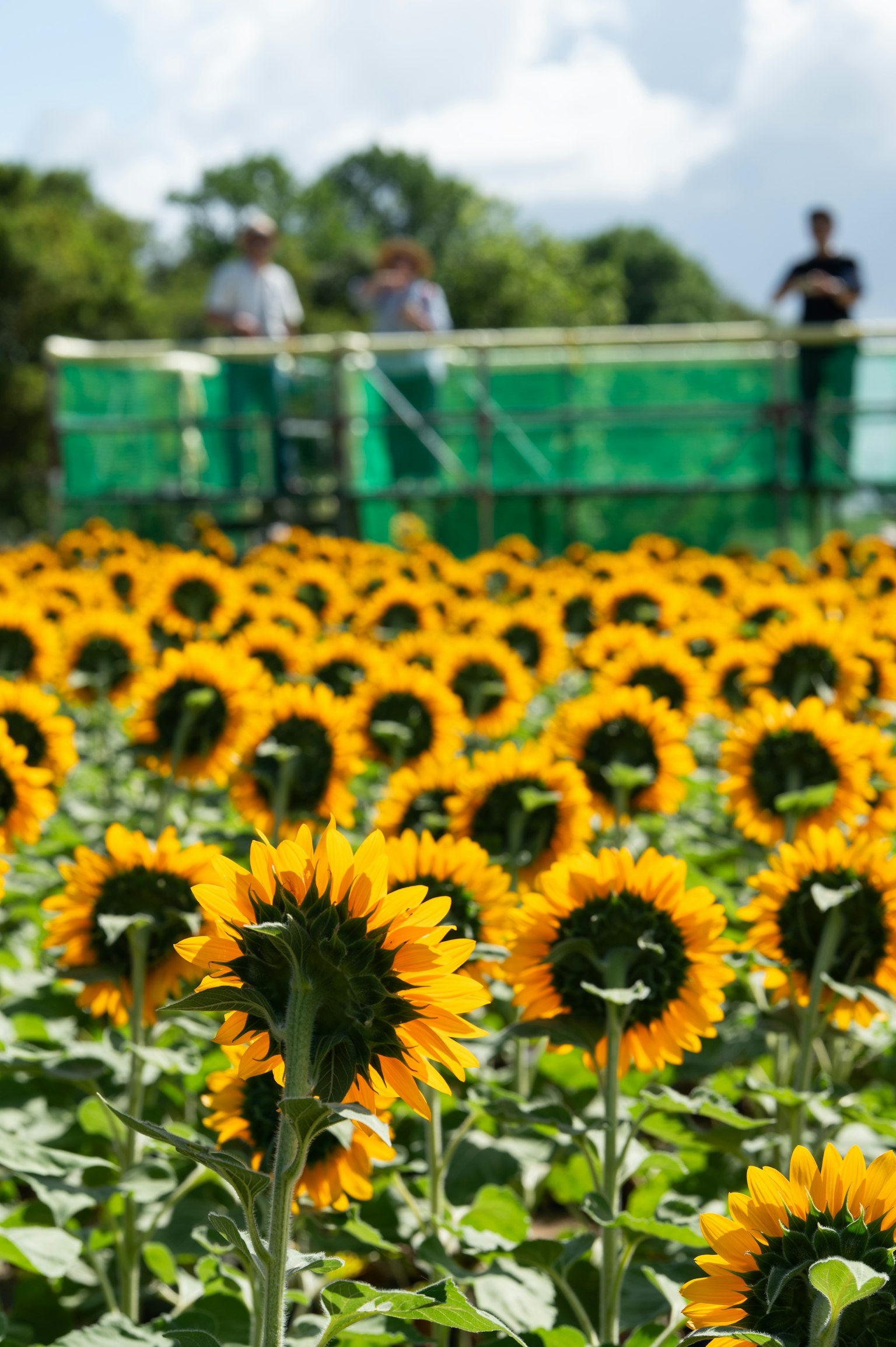 Sonnenblumenfeld mit lebhaften Sonnenblumen und Menschen im Hintergrund