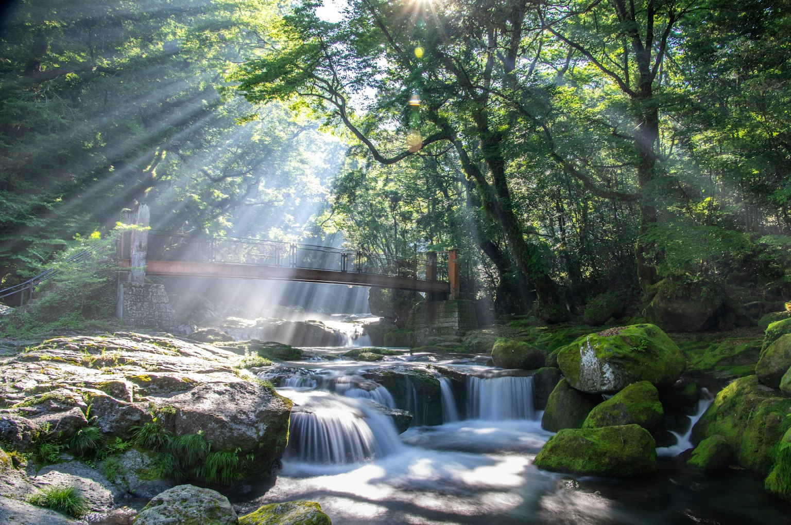 郁郁葱葱的森林中的宁静溪流和瀑布 光线透过树木
