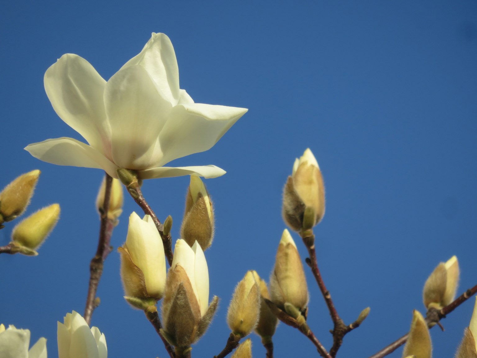 White magnolia flowers and buds against a blue sky