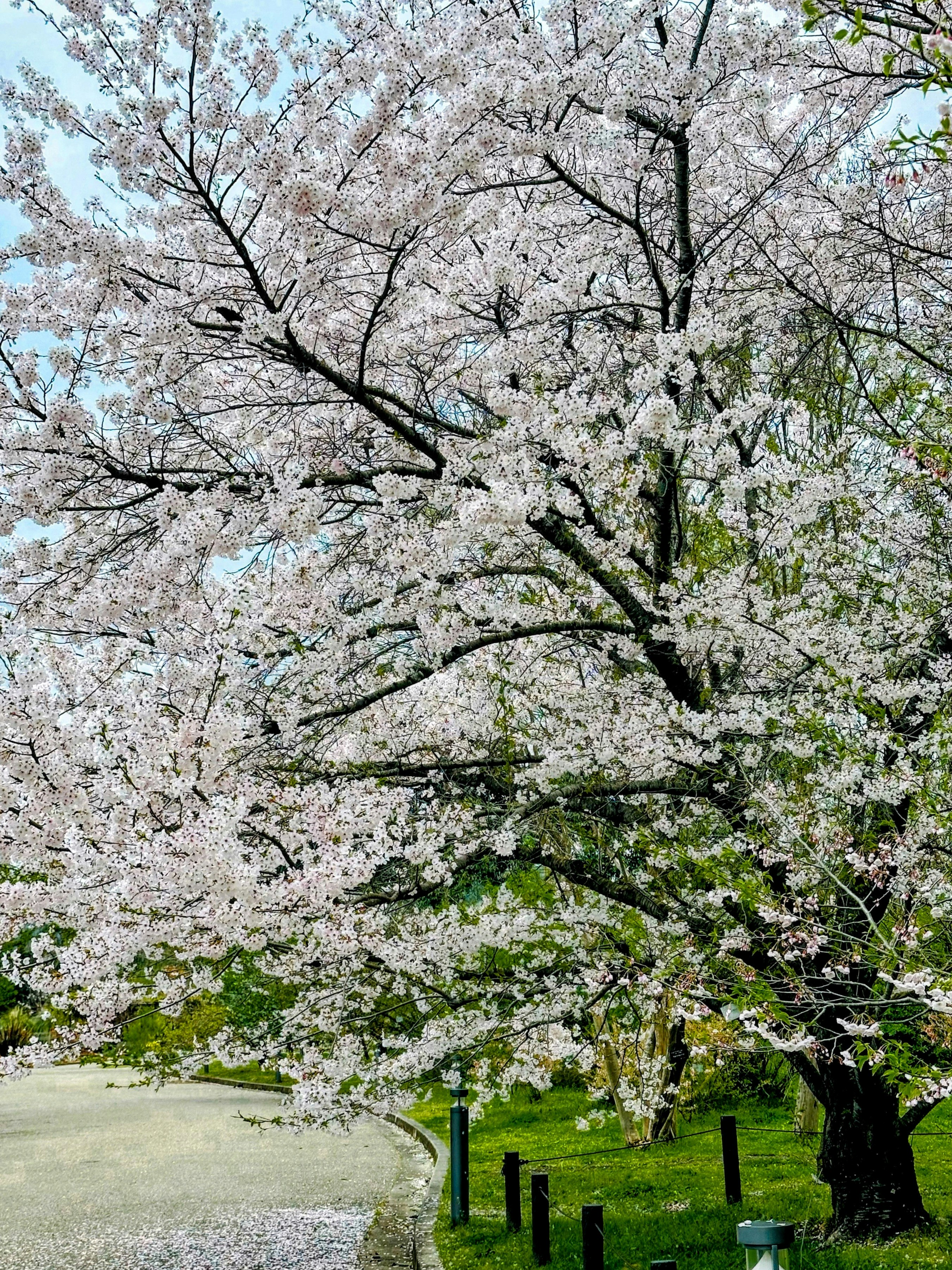 ทางดอกซากุระที่ Kyoto Prefectural Botanical Gardens พร้อมกลีบดอกที่ร่วง